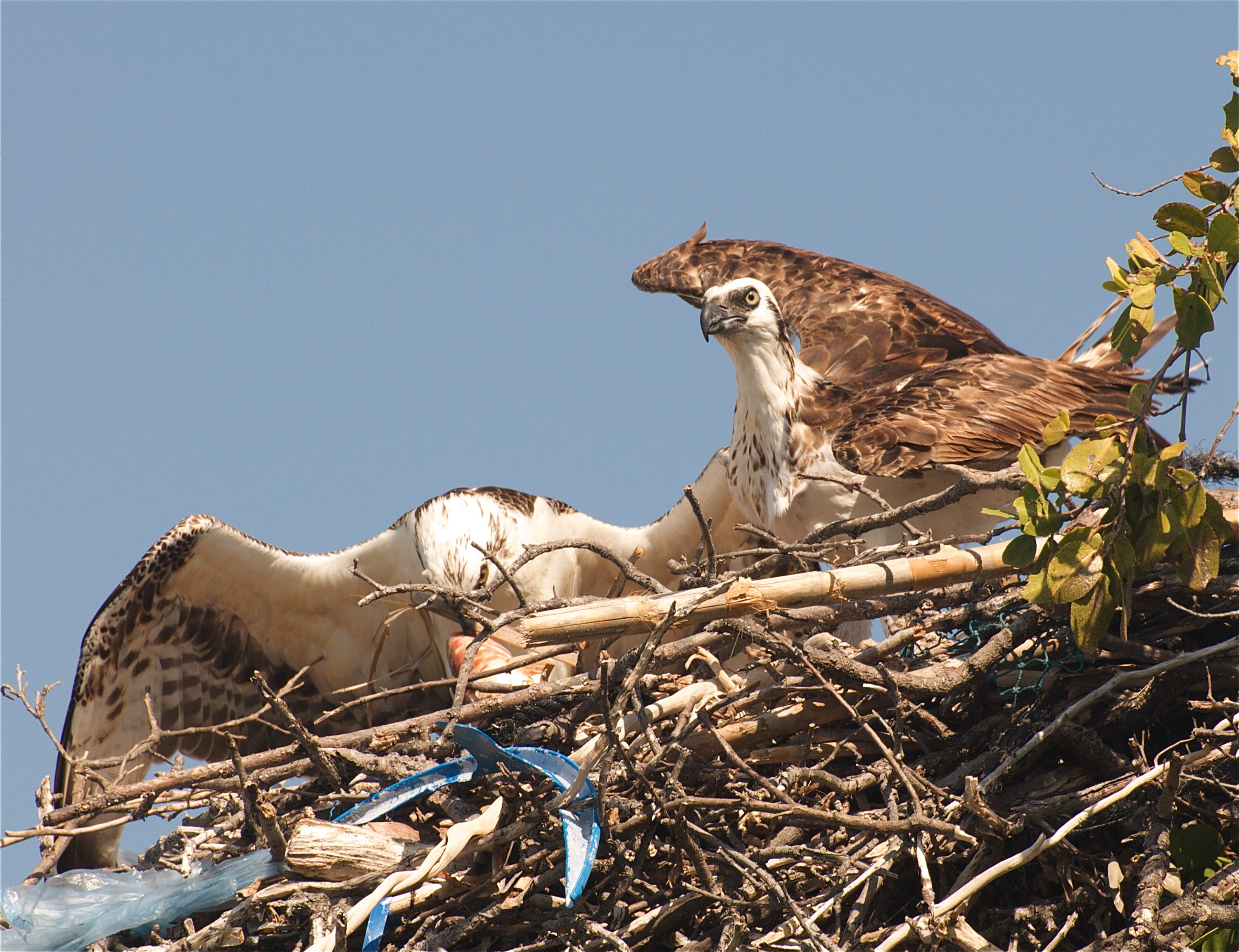 Two ospreys on a nest with visible plastic material in Belize