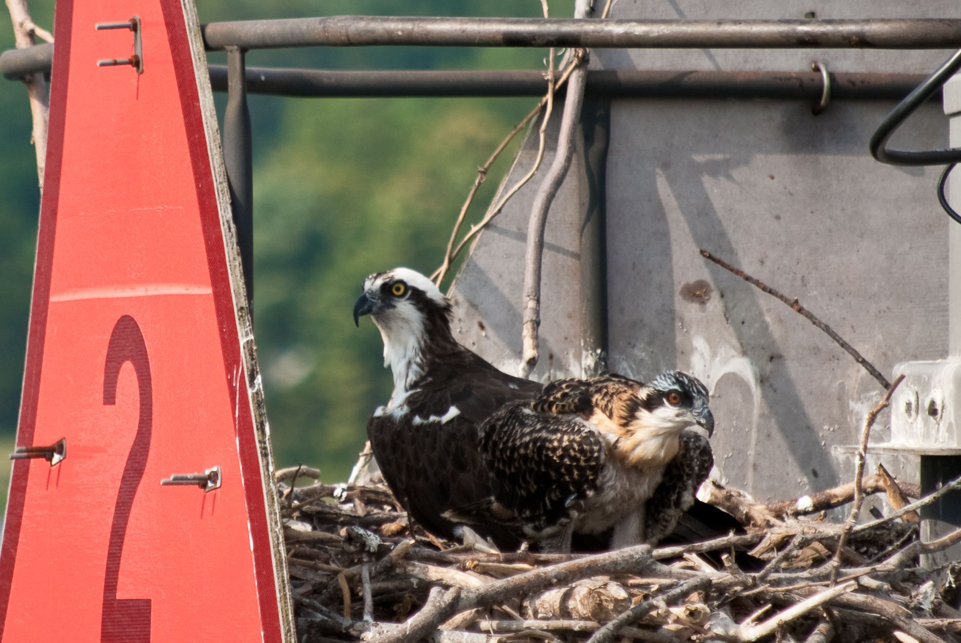 Adult osprey and young on a nest at Solomons Island, Maryland