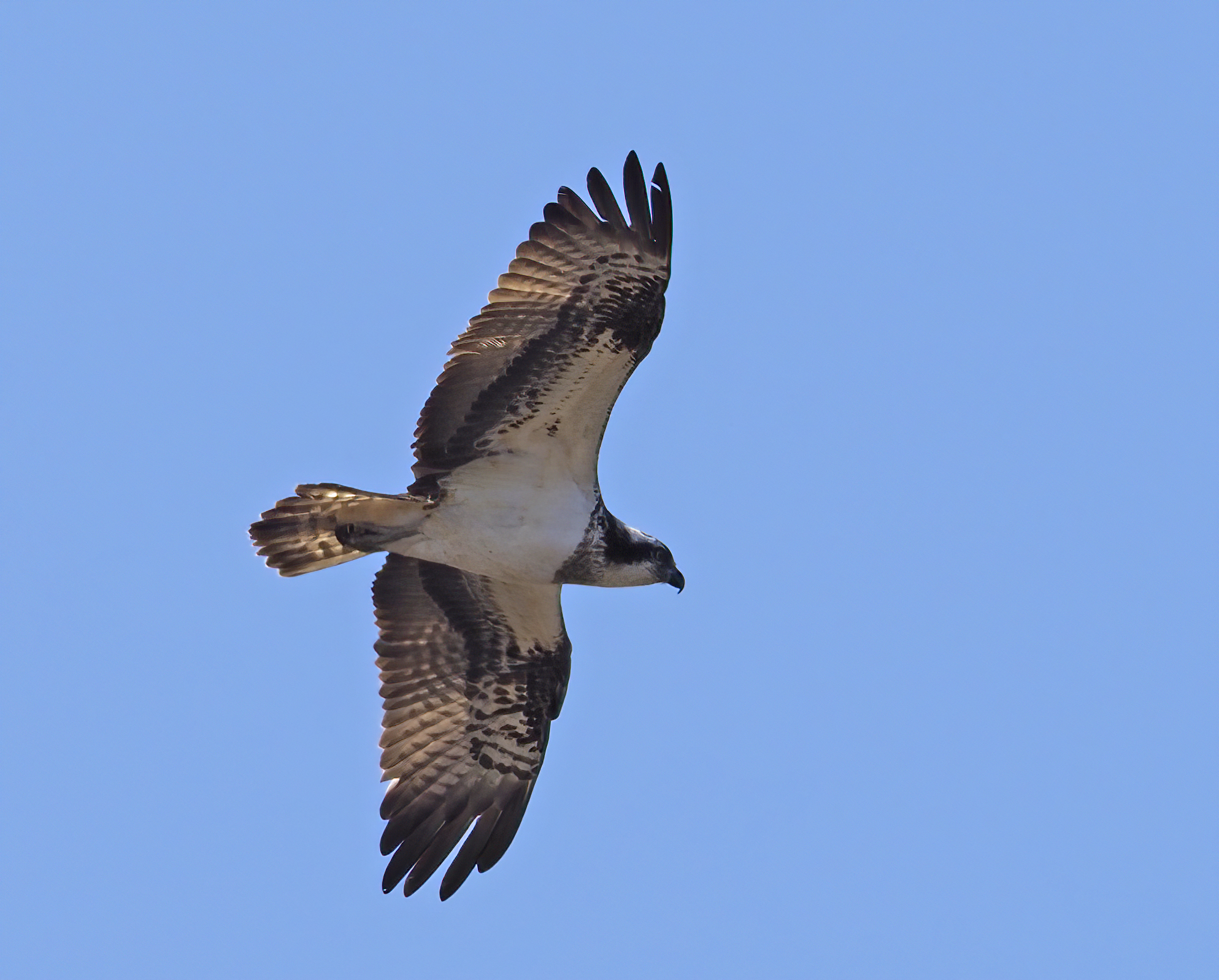 Osprey in flight against a clear blue sky in Liminka, Finland