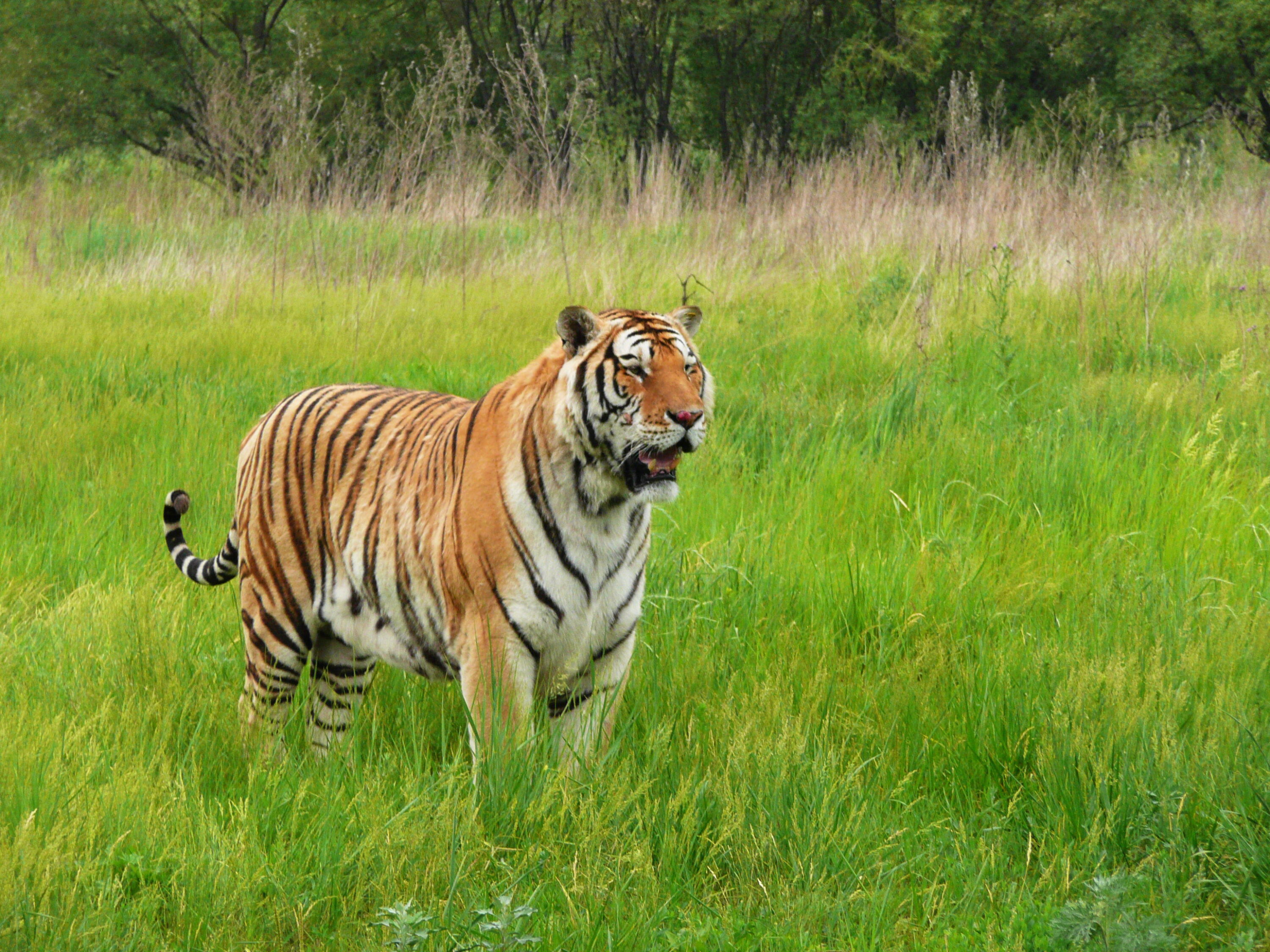 Amur tiger showing its side stripe pattern at Siberian Tiger Park in Harbin, China