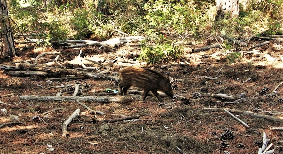 Wild boar walking through pine woodland in Maremma Regional Park, Italy