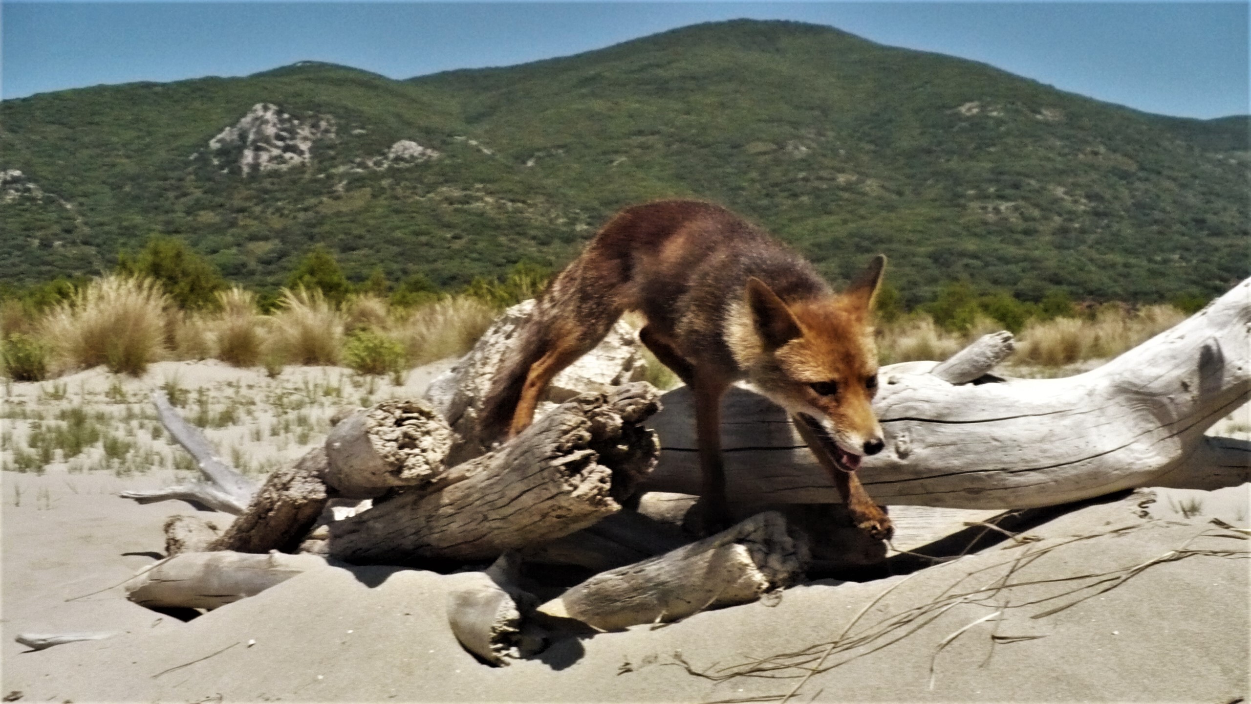 Wild red fox on the beach at Marina di Alberese in Maremma Regional Park, Italy