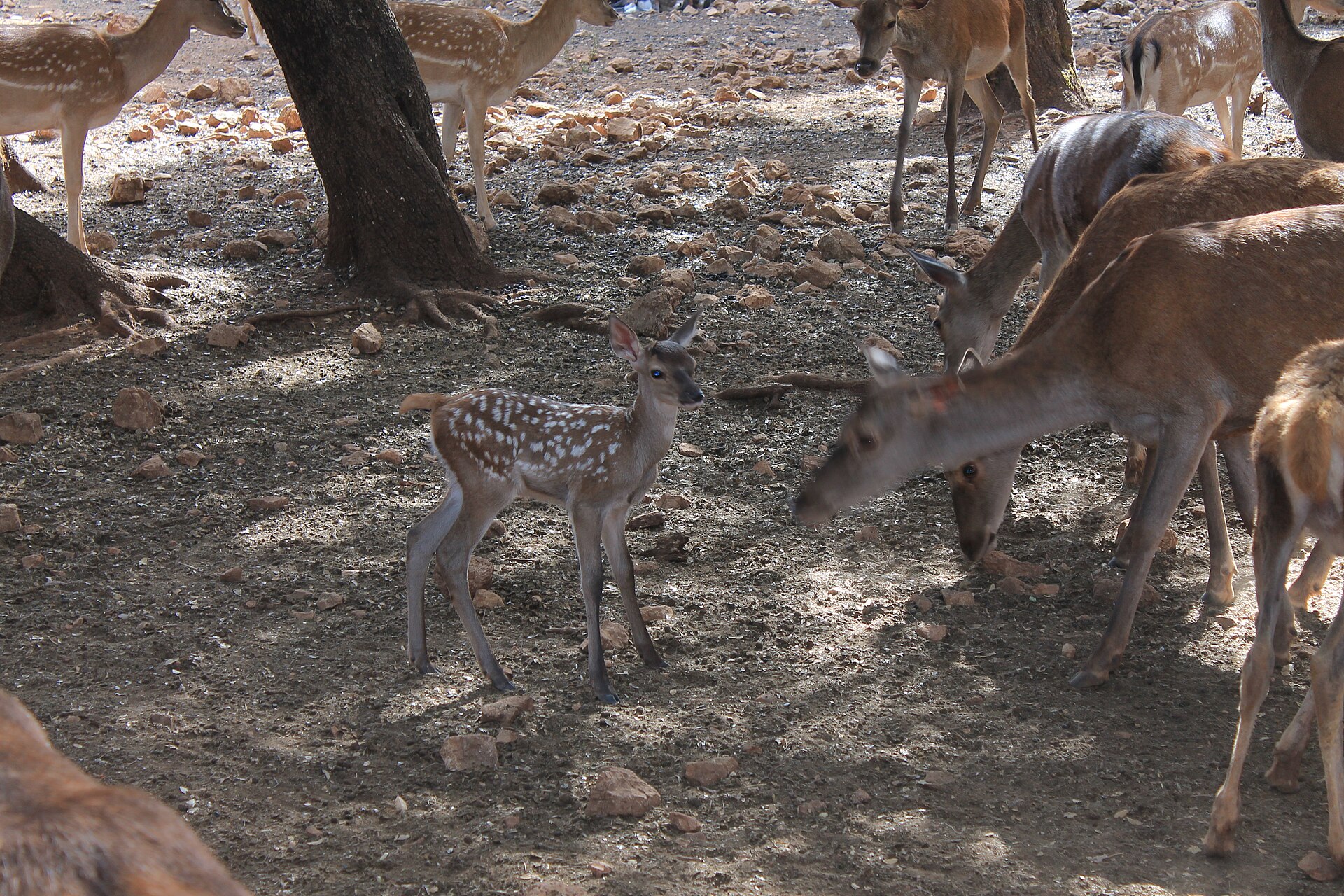 Iberian red deer in Sierras de Cazorla, Segura y Las Villas Natural Park