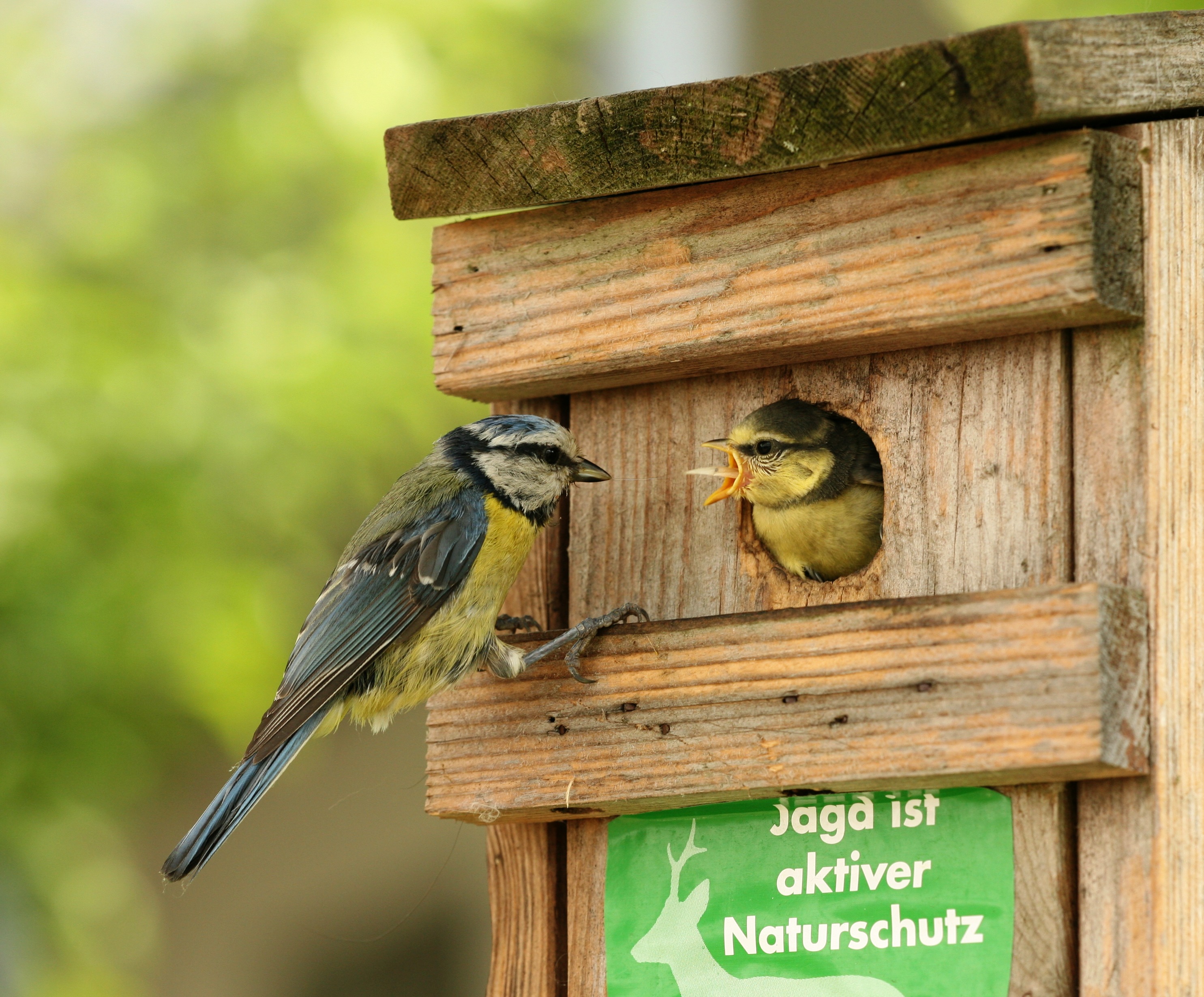 Blue tit feeding its young at a nest