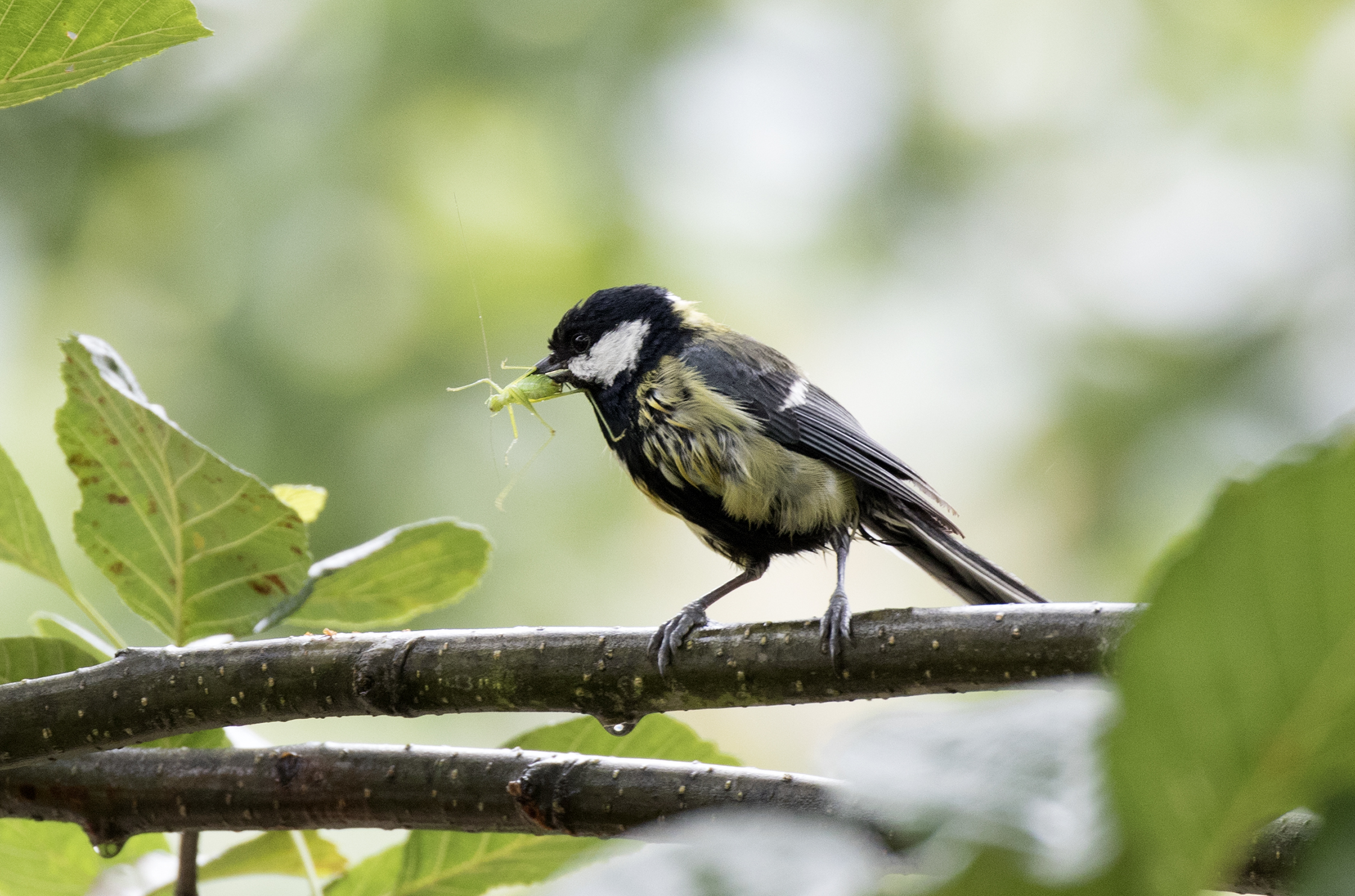 A great tit holding a green insect in its bill
