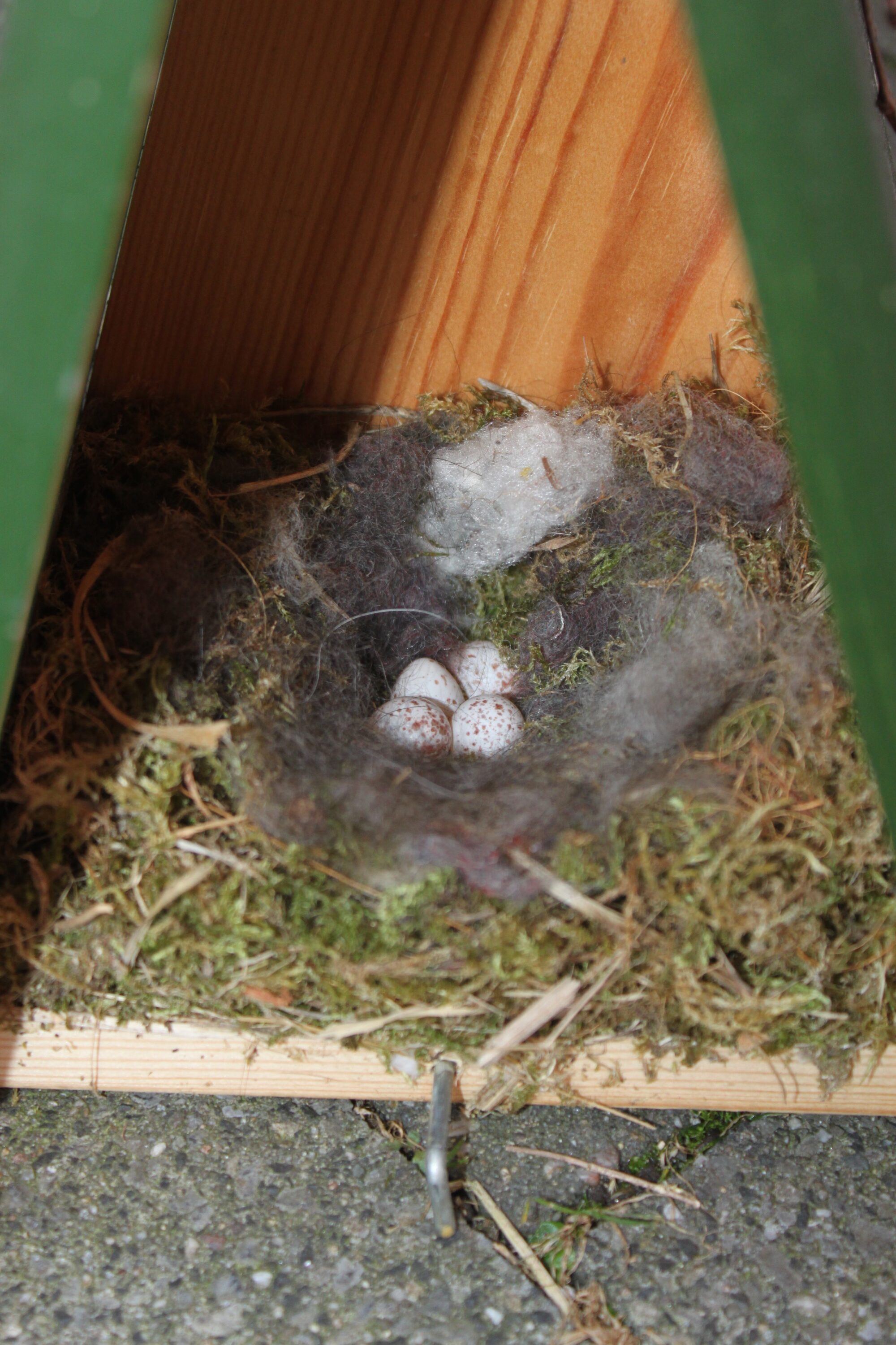 Great tit eggs in a moss-lined nest inside a wooden nest box