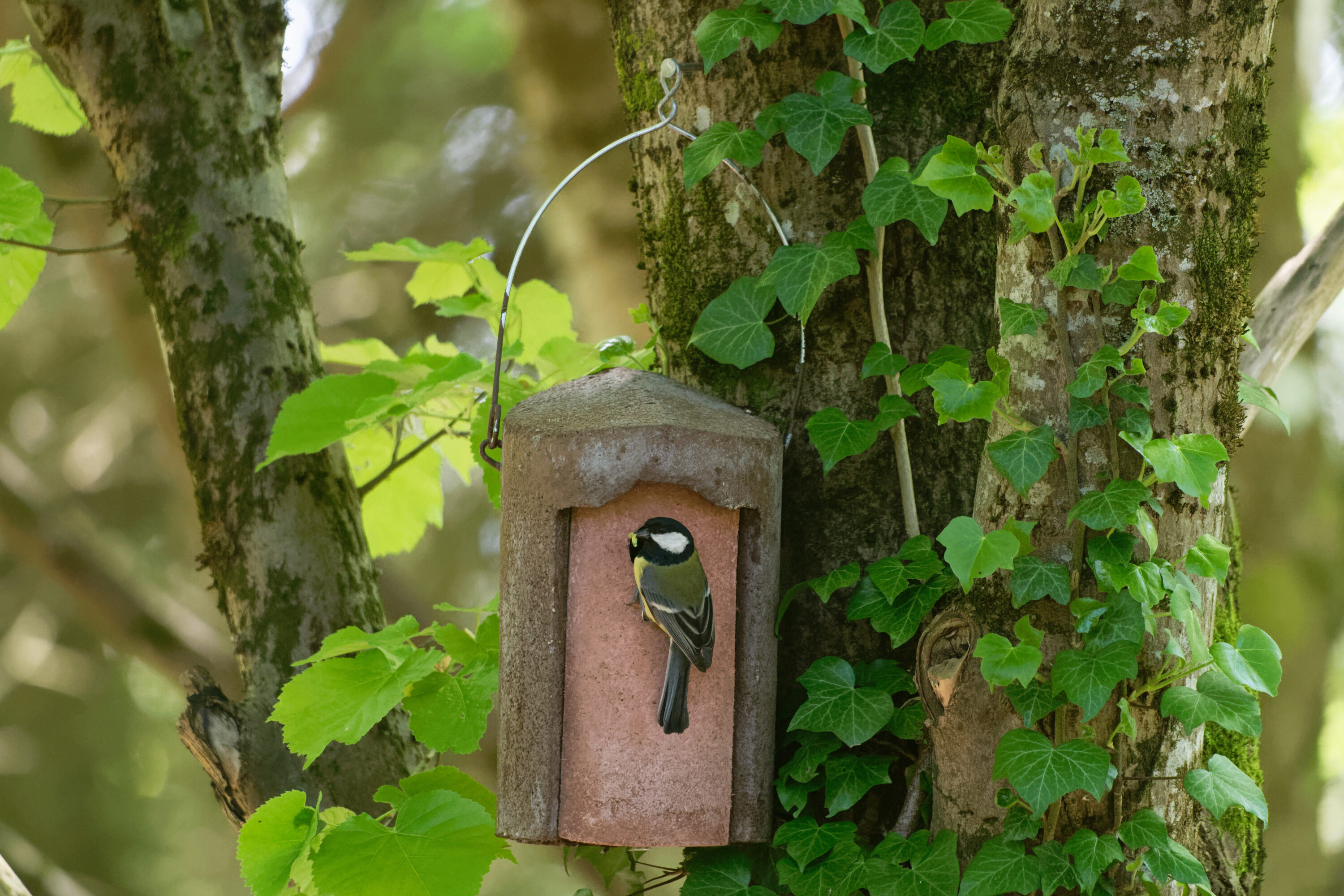Great tit holding a caterpillar at the entrance to a nest box