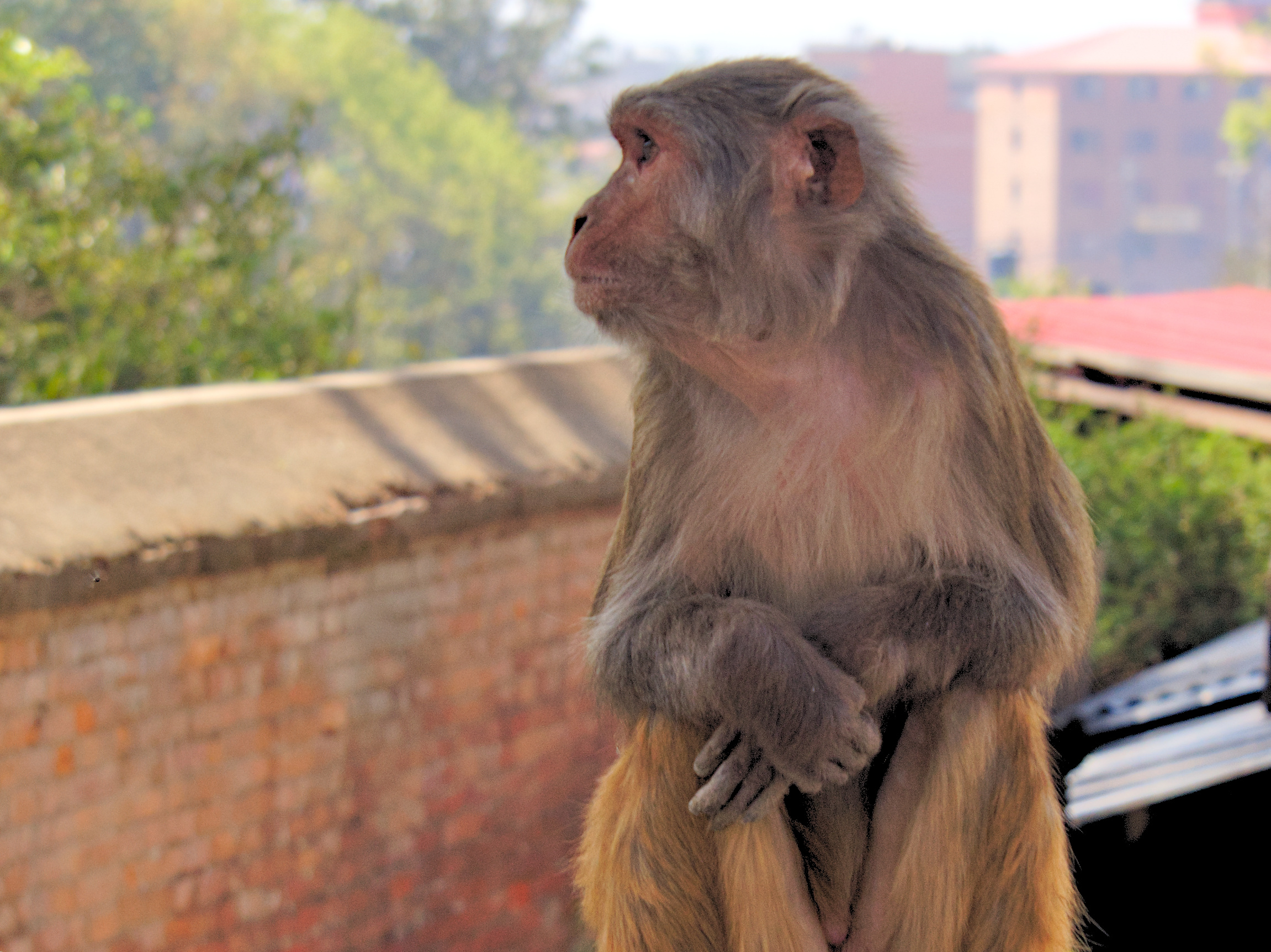 Rhesus macaque at Pashupatinath Temple in Kathmandu, Nepal