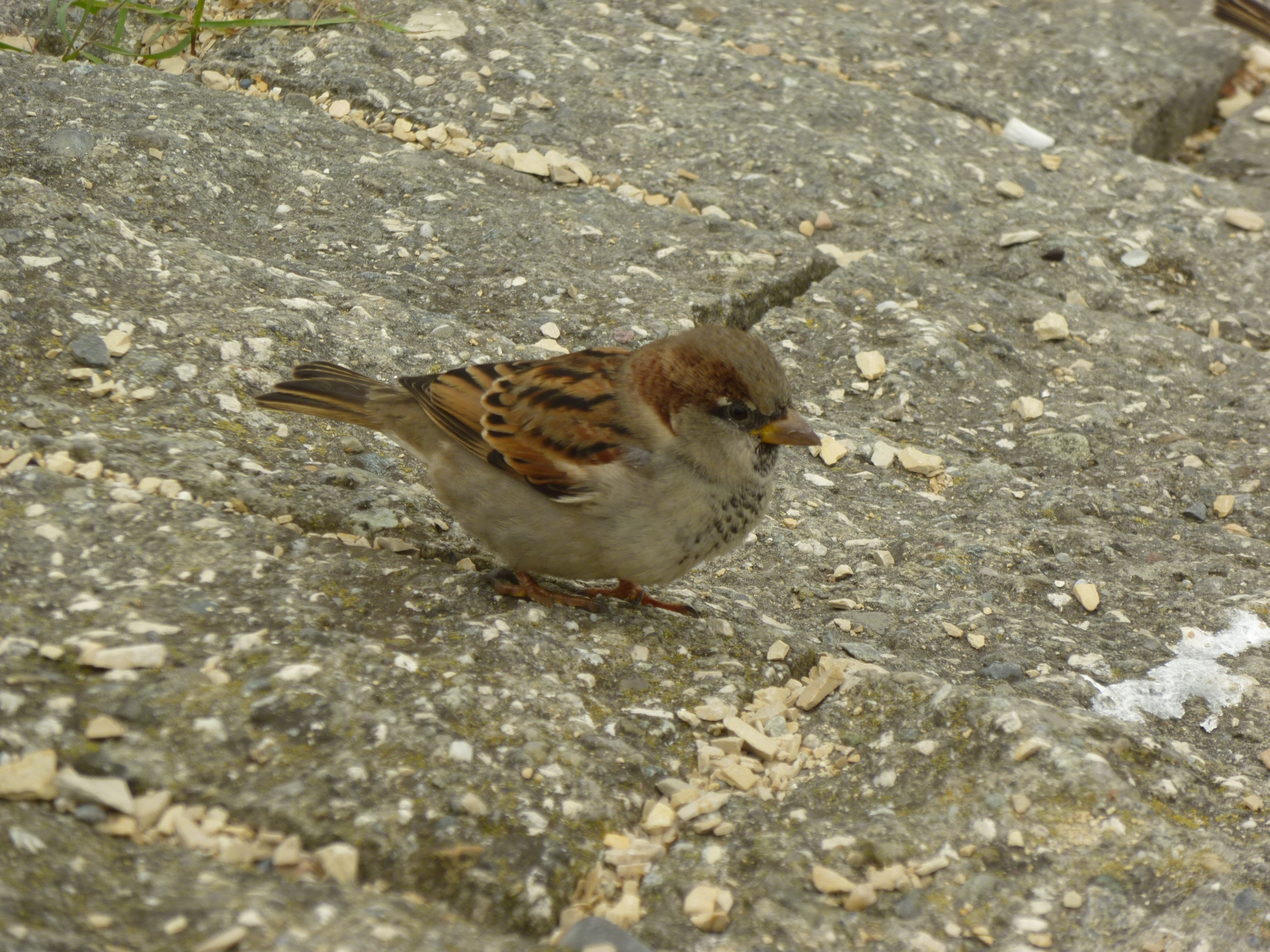 Male house sparrow searching for food