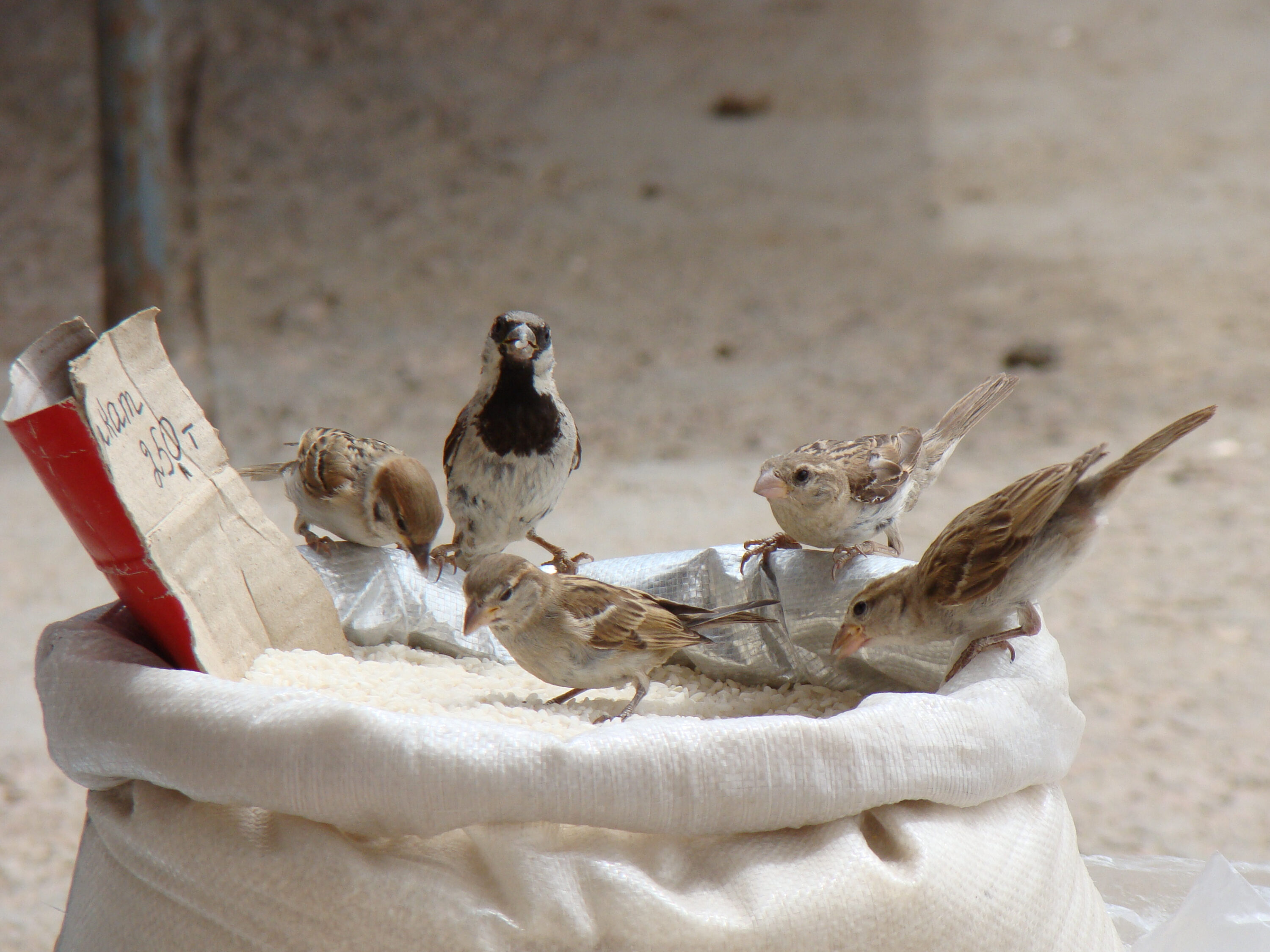 A Eurasian tree sparrow at left and a male house sparrow feeding with other sparrows in a town