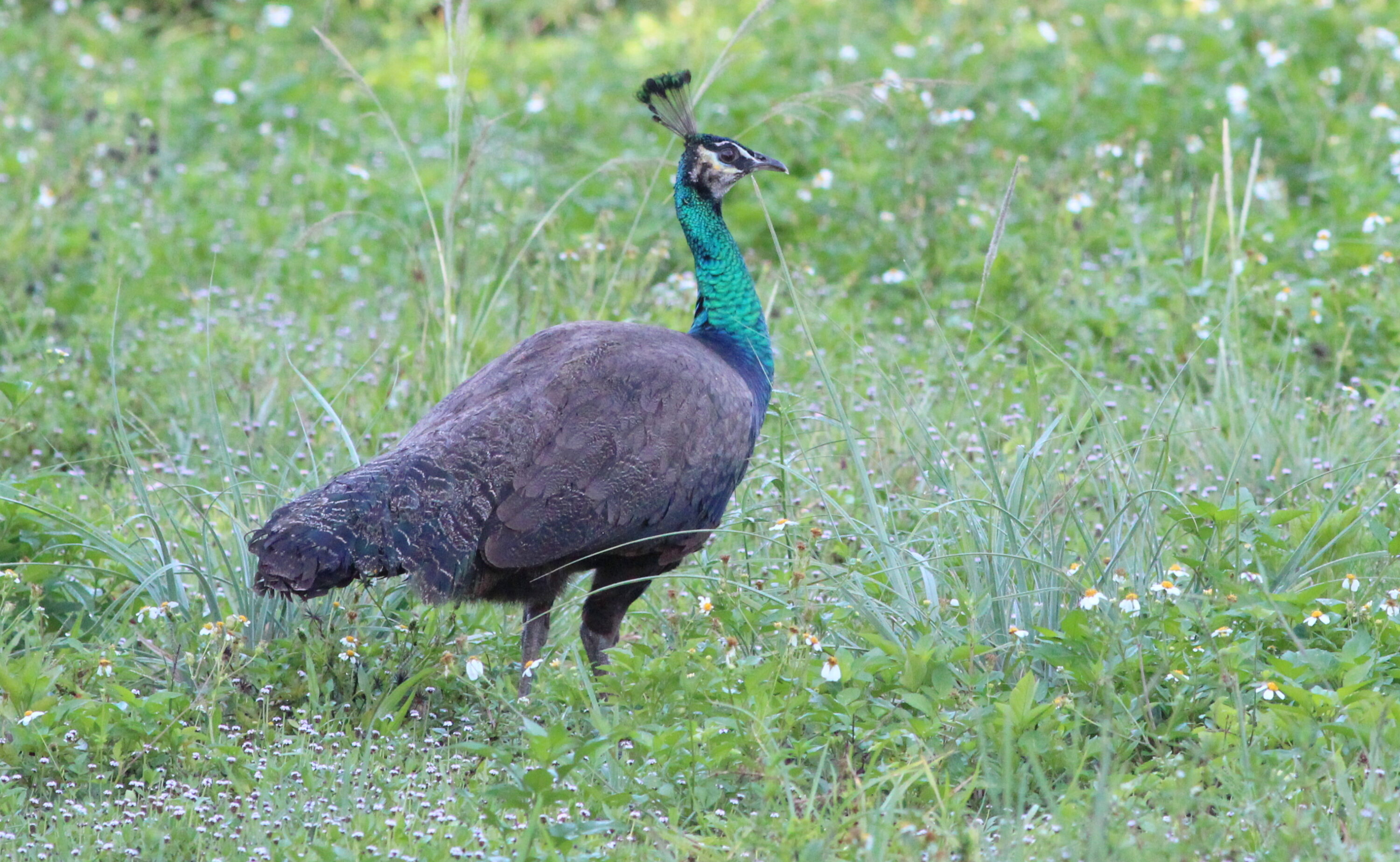 Female Indian peafowl standing in grass