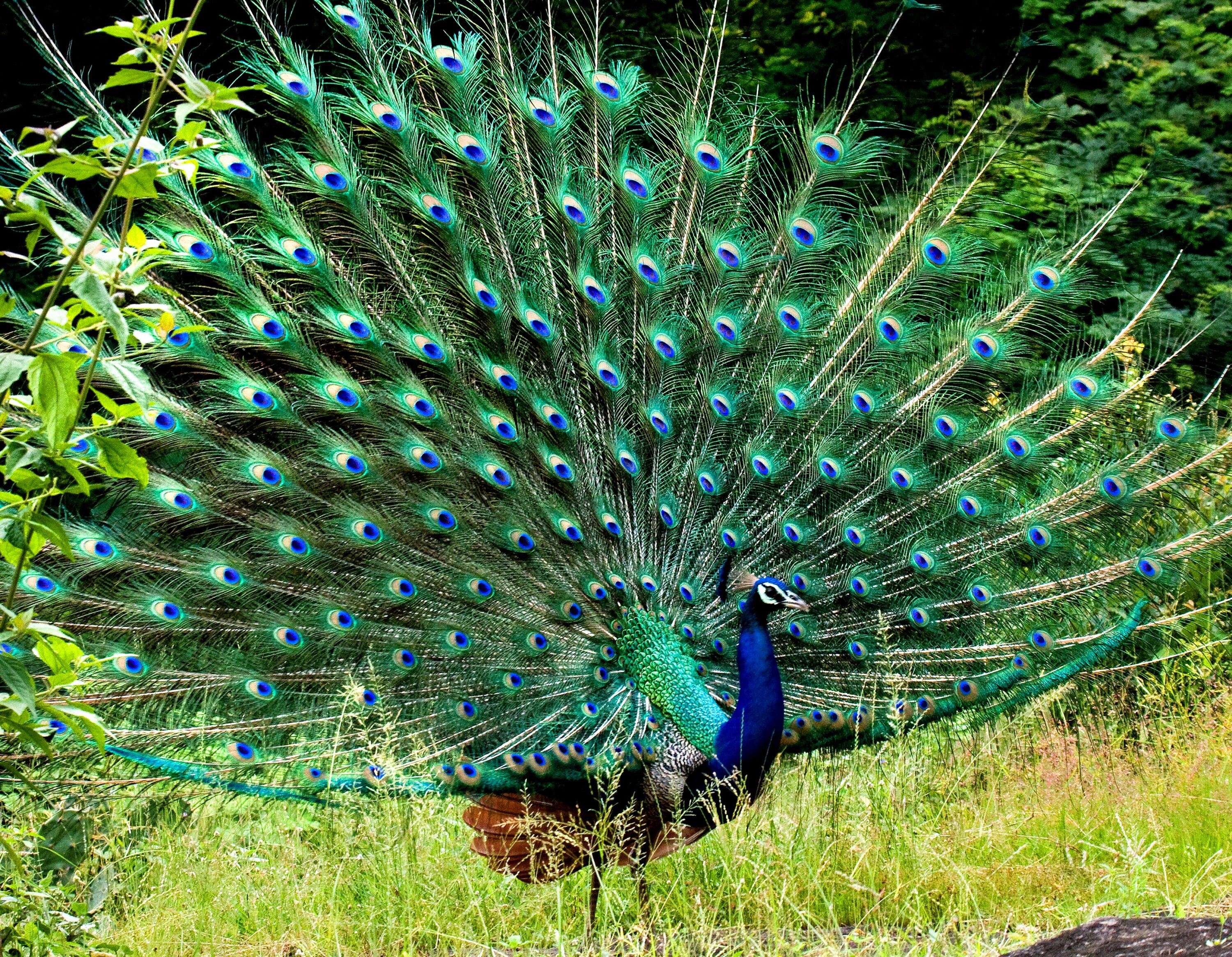 Male Indian peafowl displaying its train in Parambikulam Wildlife Sanctuary