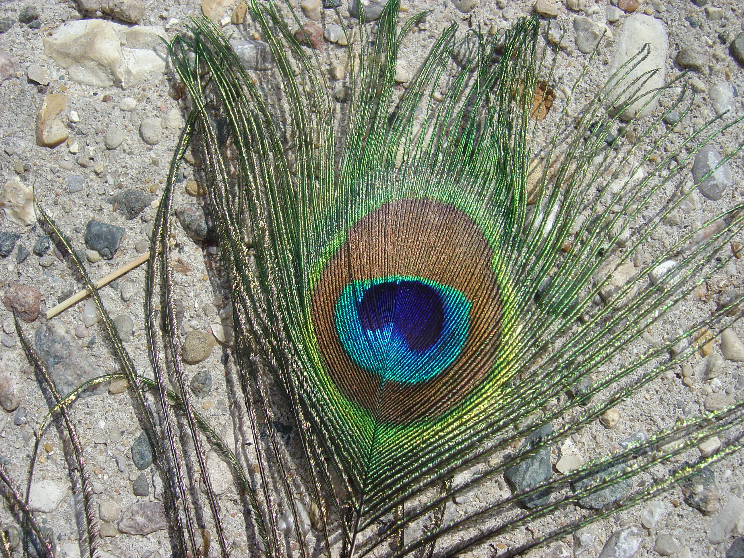 Close-up of an iridescent Indian peafowl feather