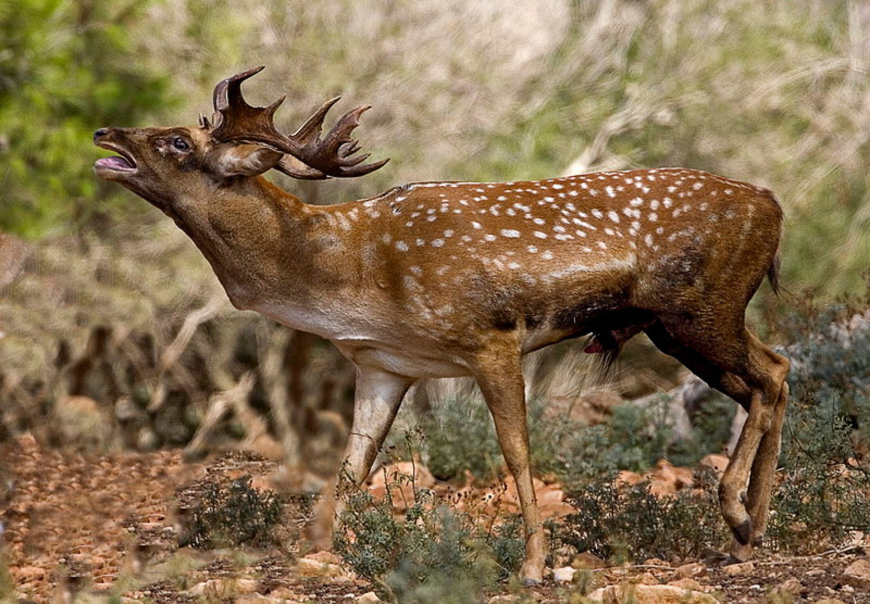 Male Persian fallow deer standing in Mediterranean woodland at Mount Carmel Nature Preserve