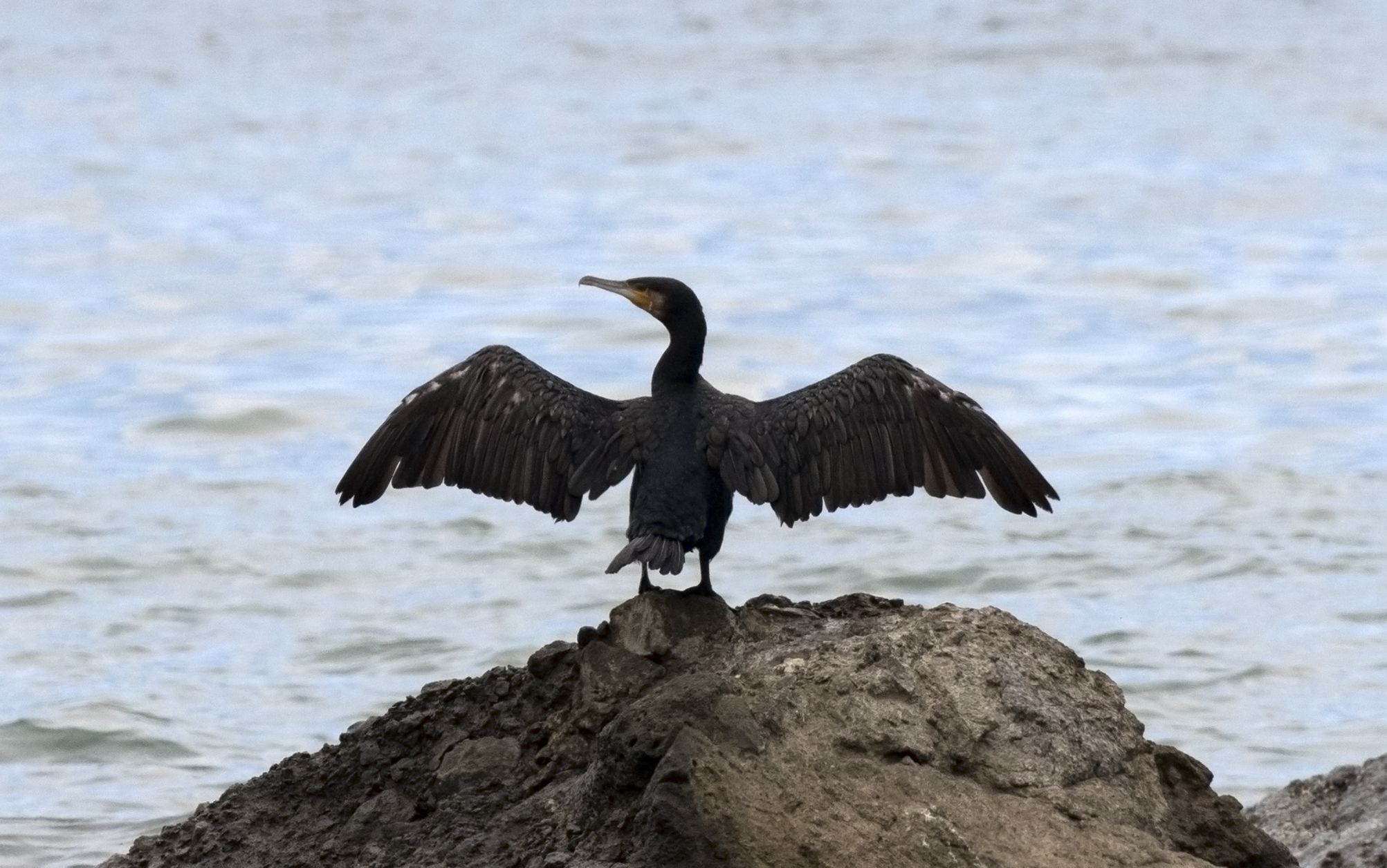 Great cormorant with wings spread on a rock by the sea in Giresun, Türkiye