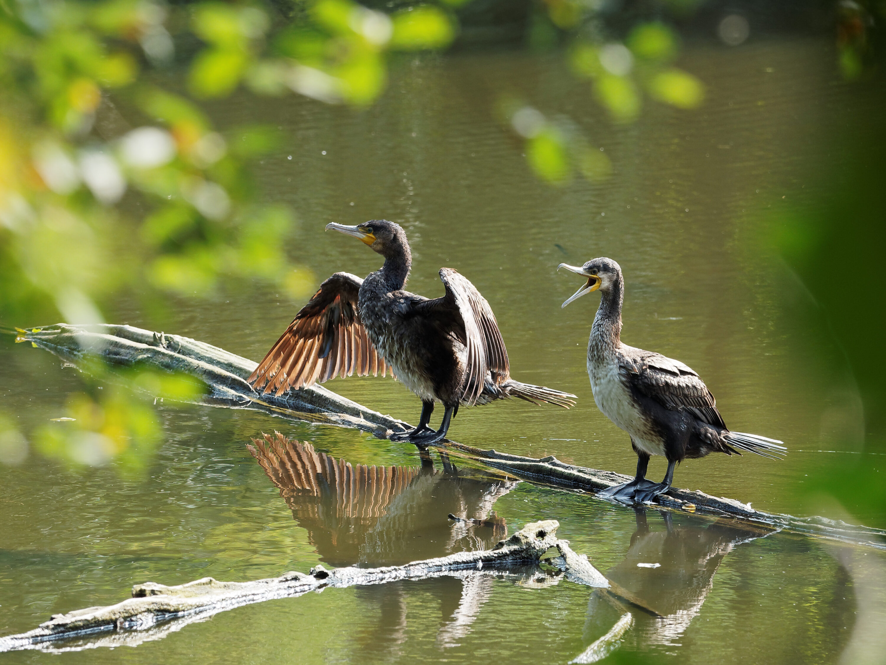 Two great cormorants perched over water, one with its wings spread