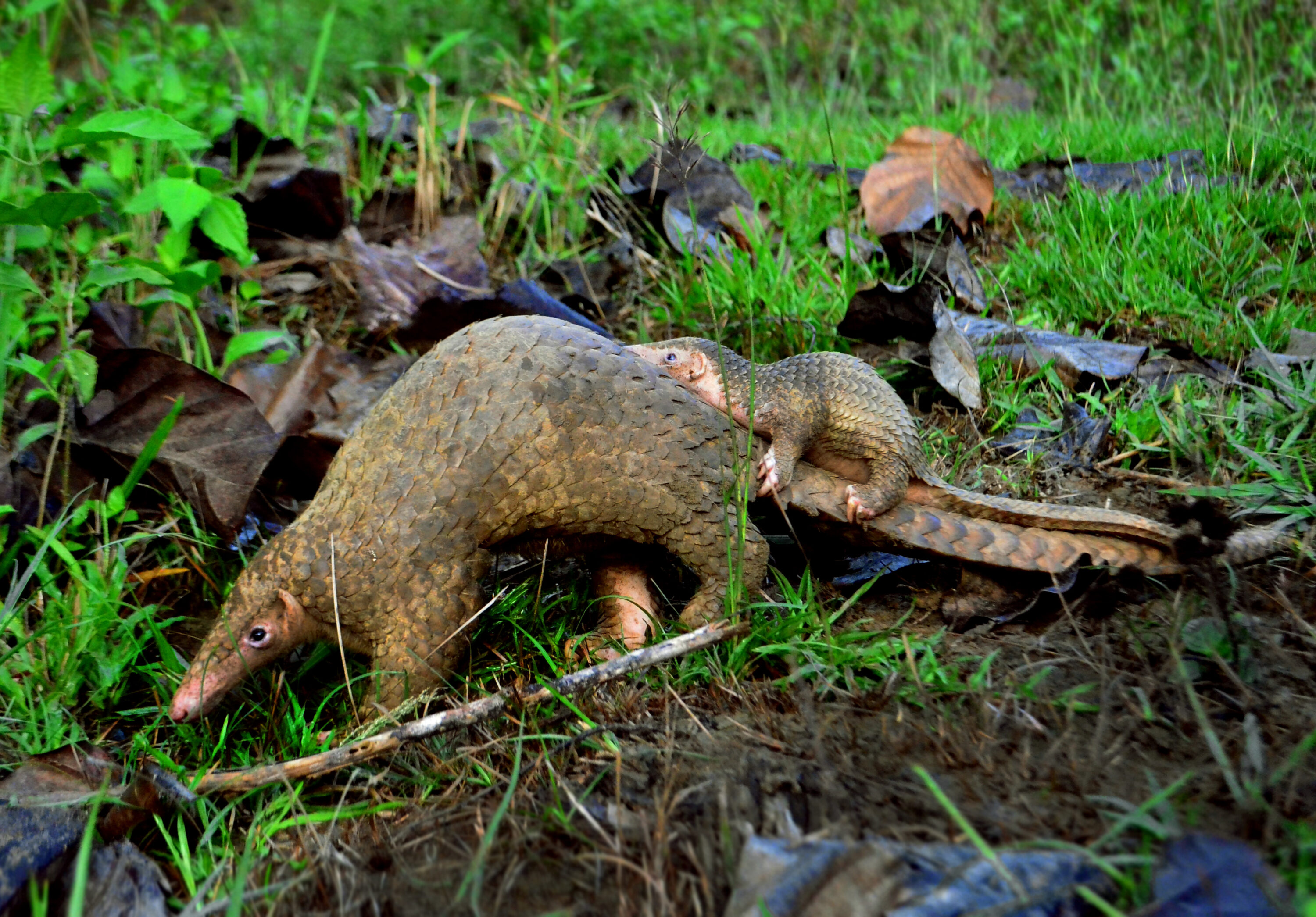 Adult Philippine pangolin with pup in Palawan