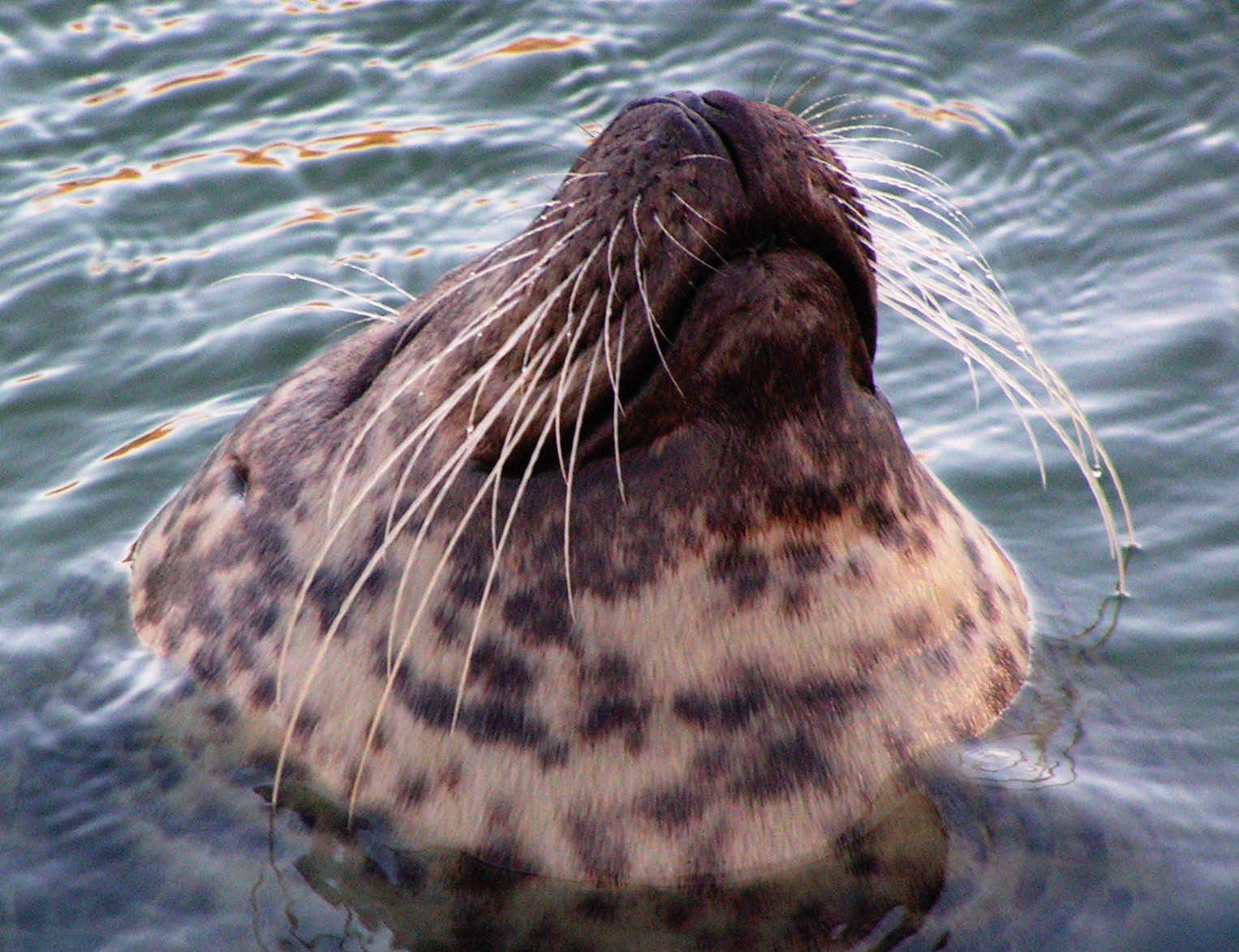 Close-up of a harbour seal with its head above the water in Germany