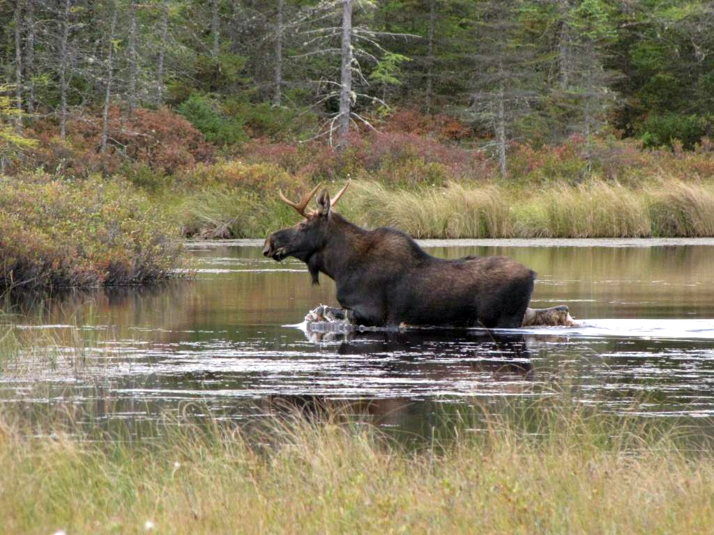 A bull moose standing in shallow water at the Nulhegan Basin in Vermont