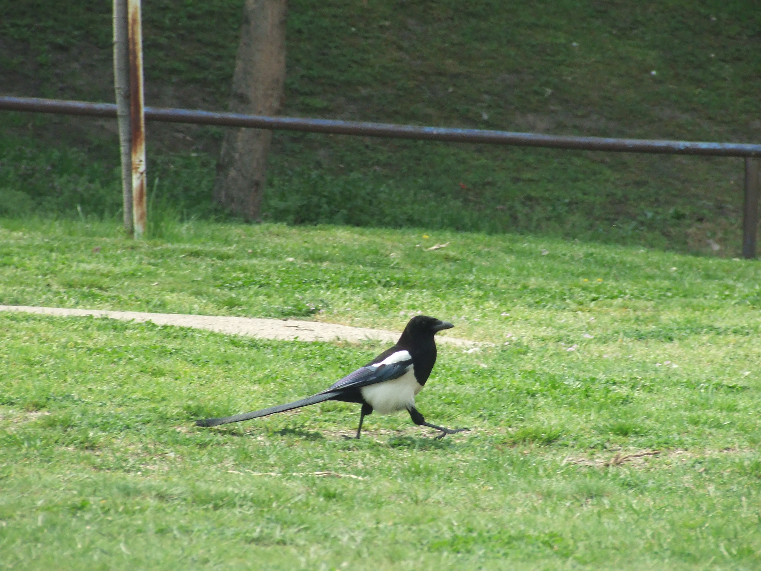 Wild Eurasian magpie in Budapest, Hungary