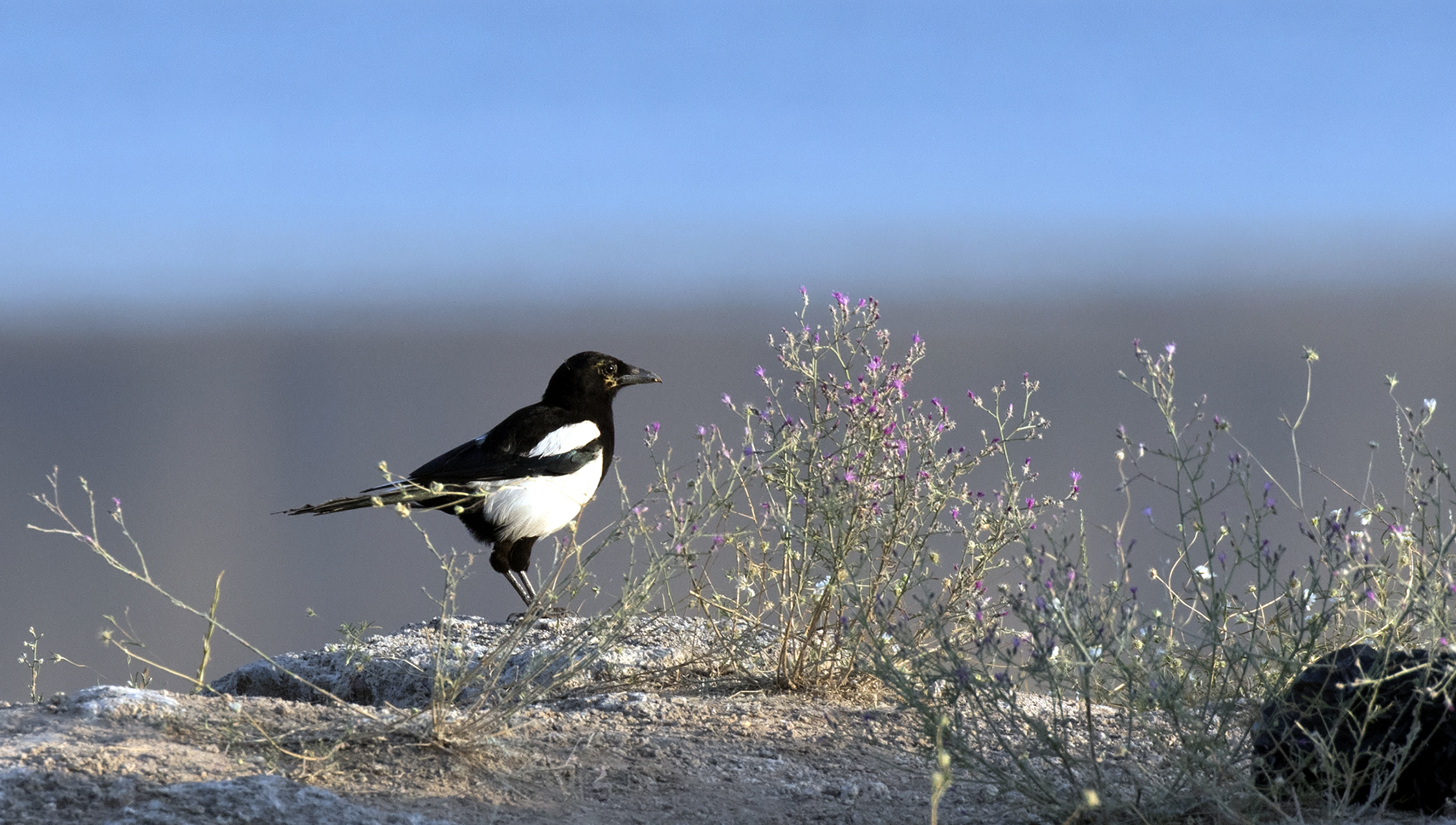 Wild Eurasian magpie at Lake Tödürge in Türkiye