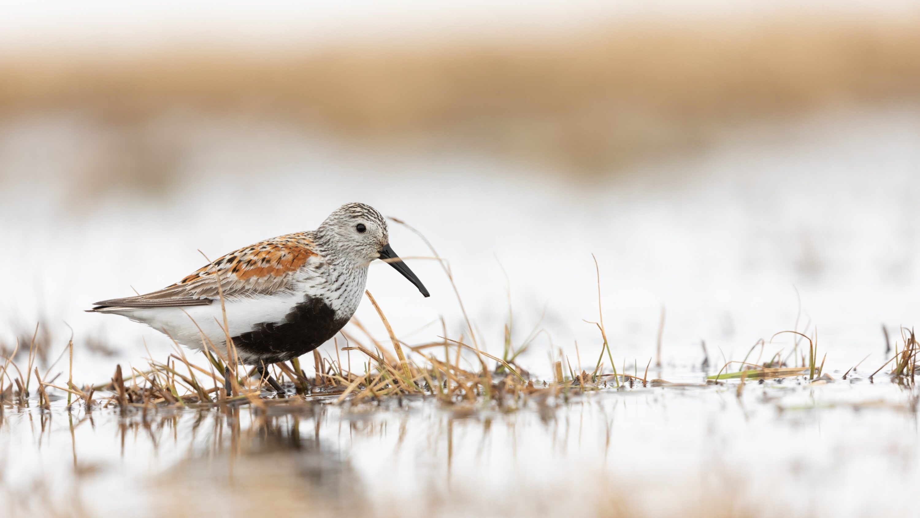 Wild dunlin in breeding plumage in northern Alaska