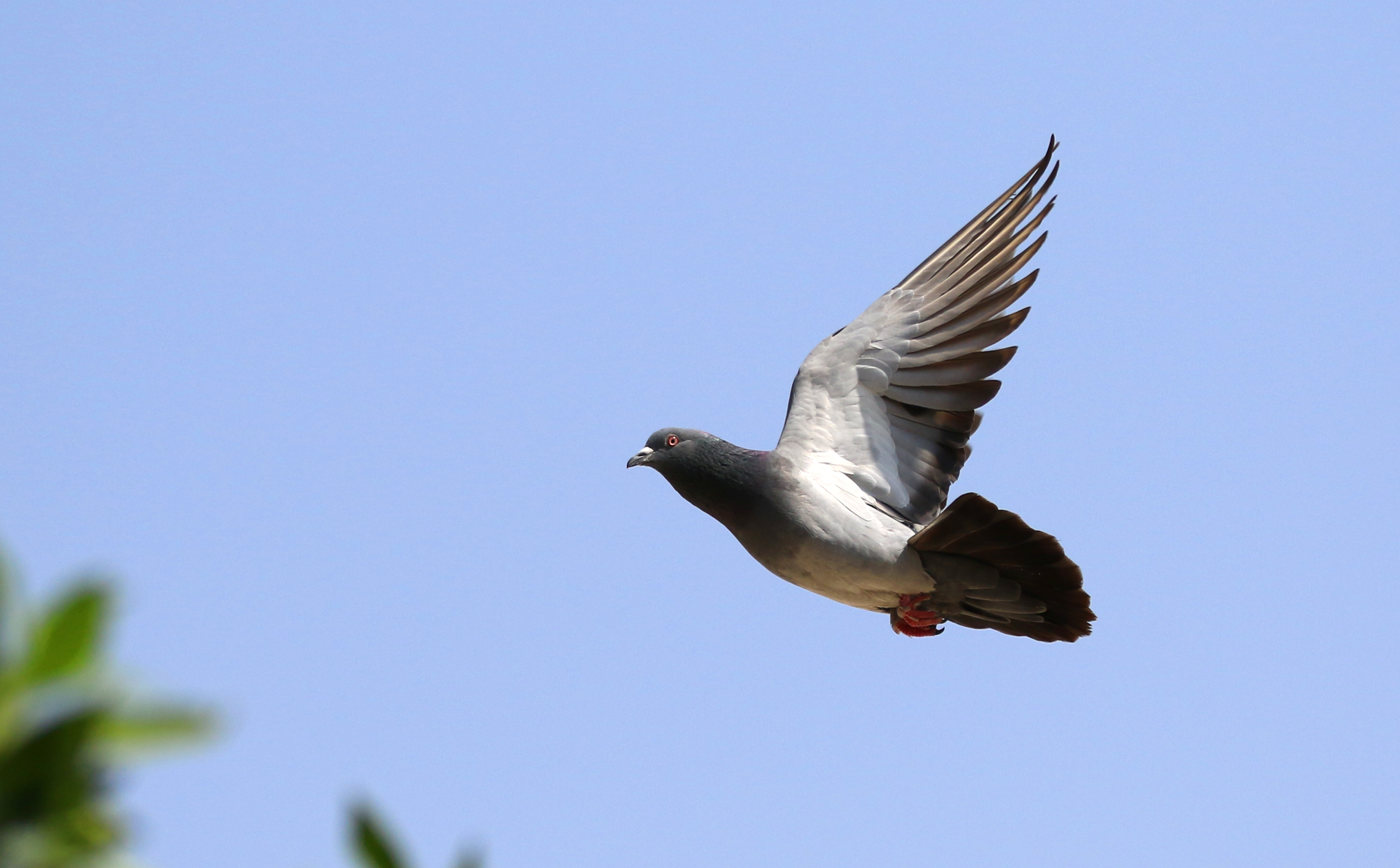 Feral pigeon in flight in the United Arab Emirates