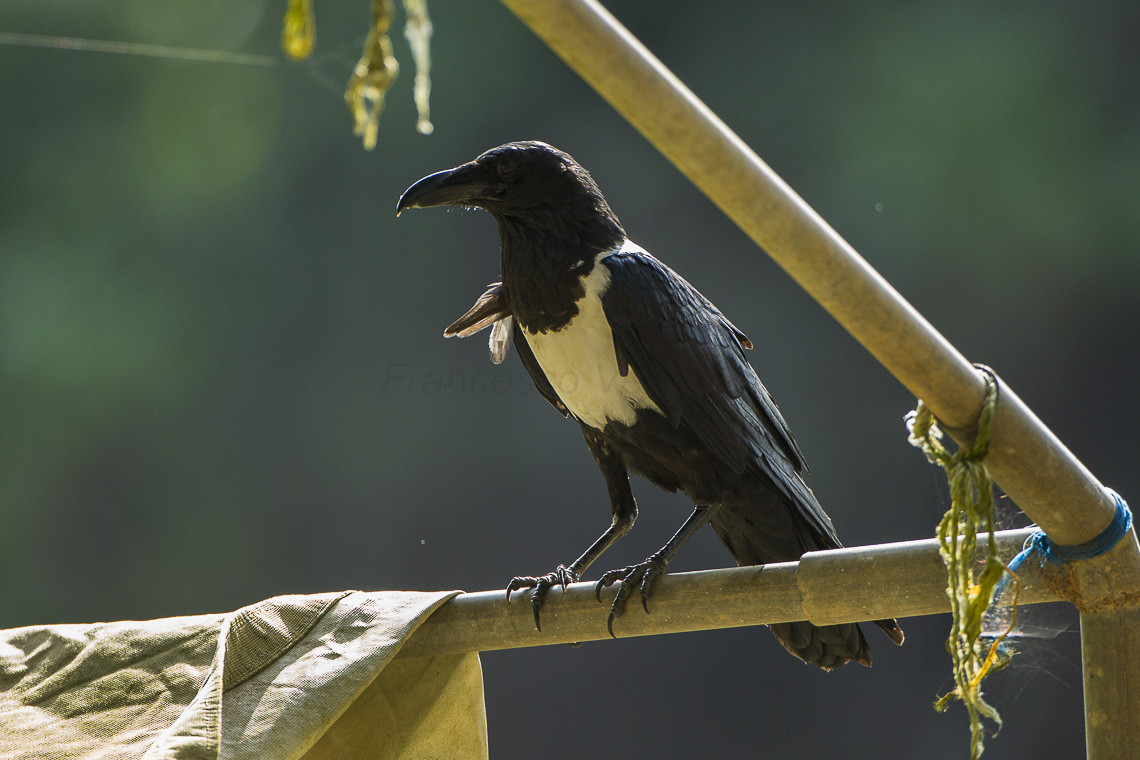 Pied crow perched in Kakum National Park, Ghana