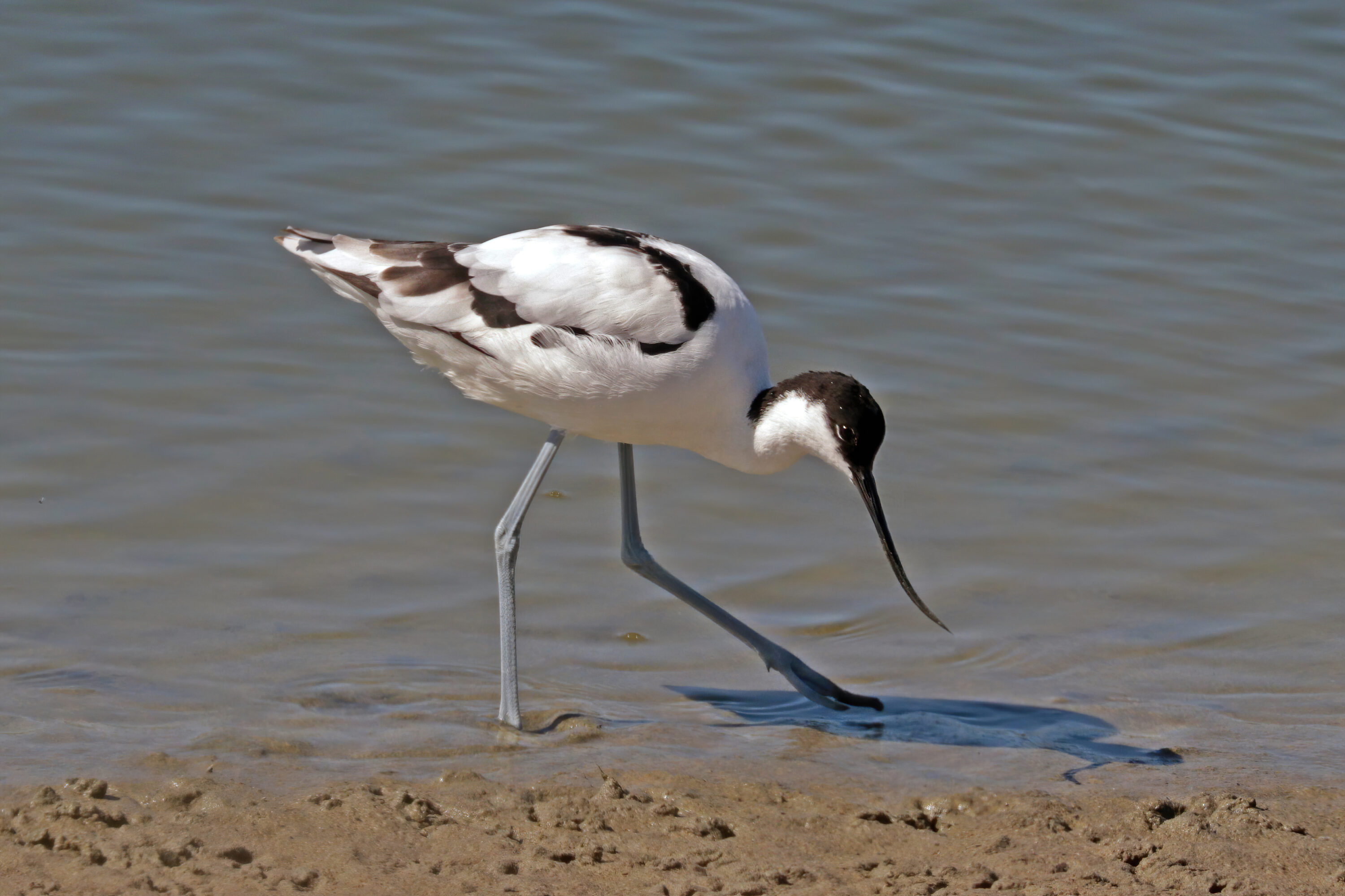 Pied avocet in shallow wetland habitat in France