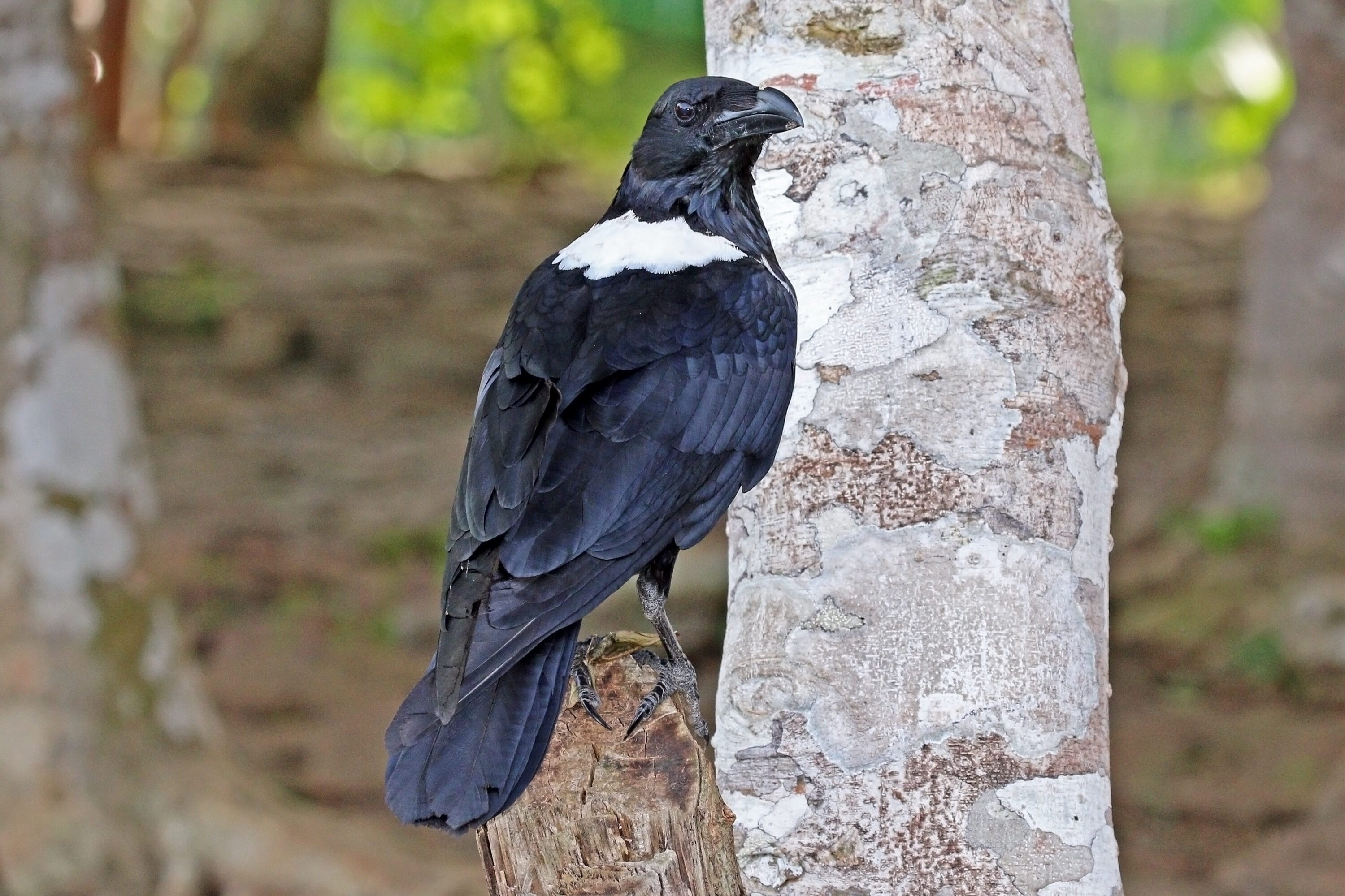 Wild pied crow perched beside a tree in Kakum National Park, Ghana