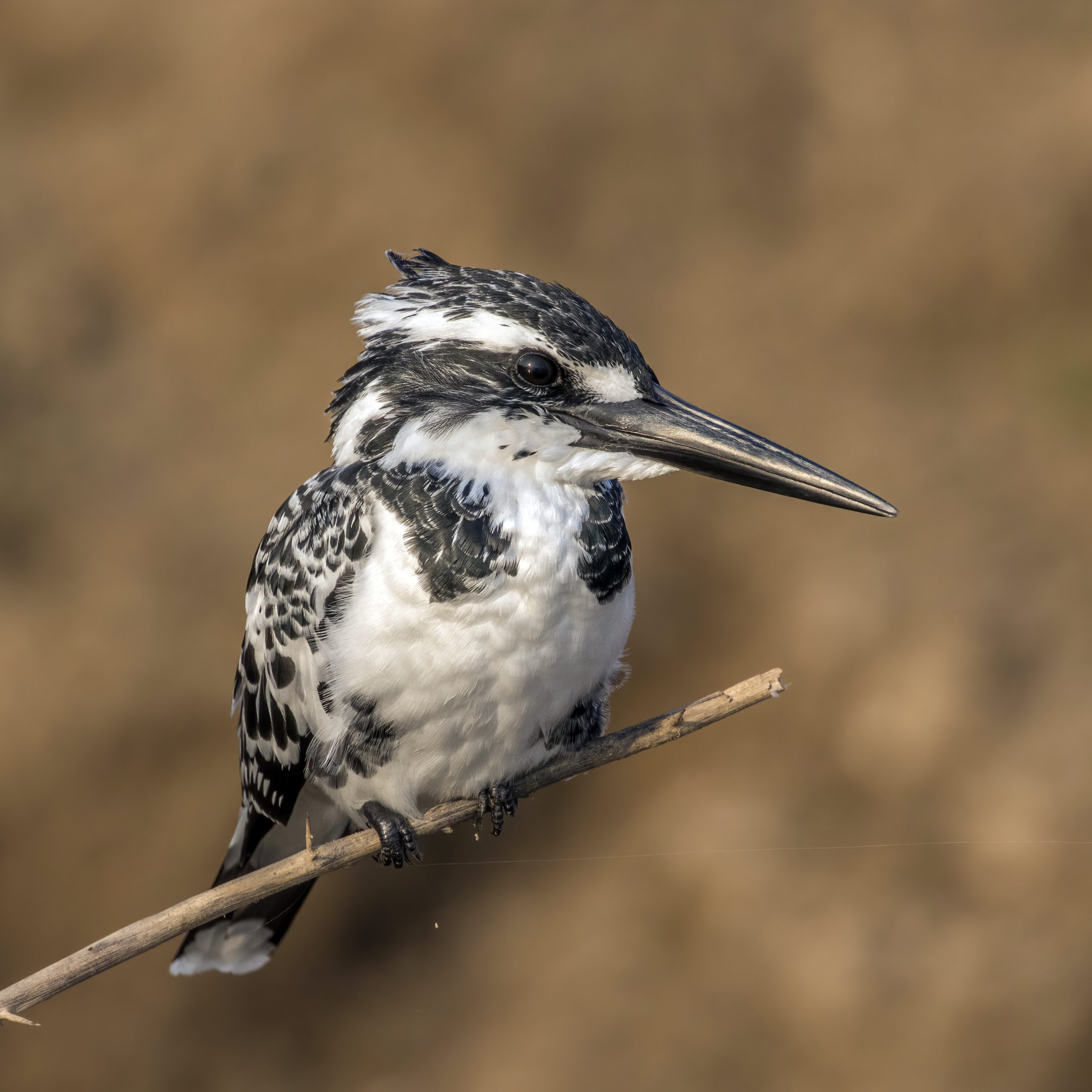 Sharp close-up of a female pied kingfisher in Uttar Pradesh, India