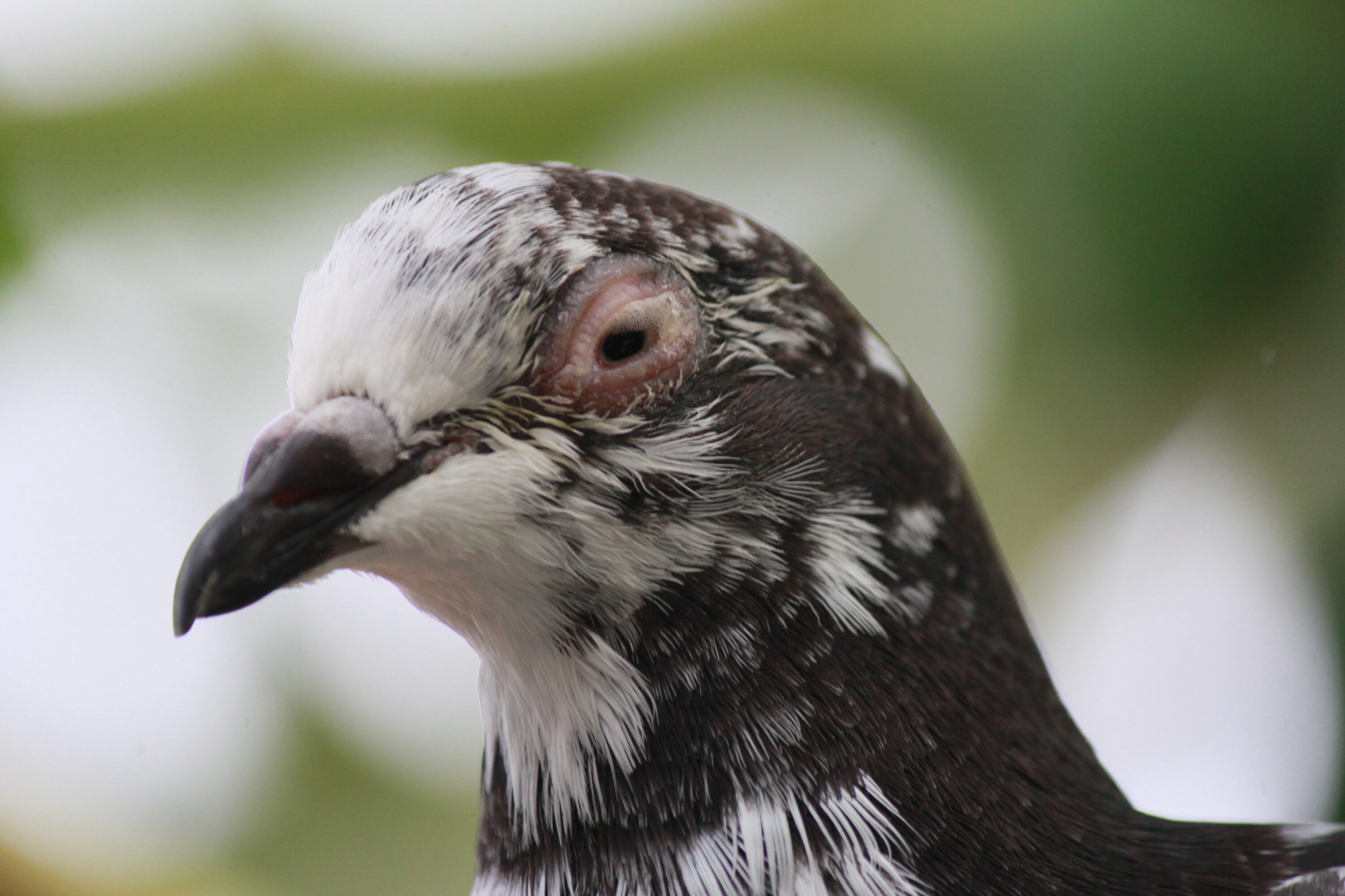 Close-up of a rock dove's head and eye