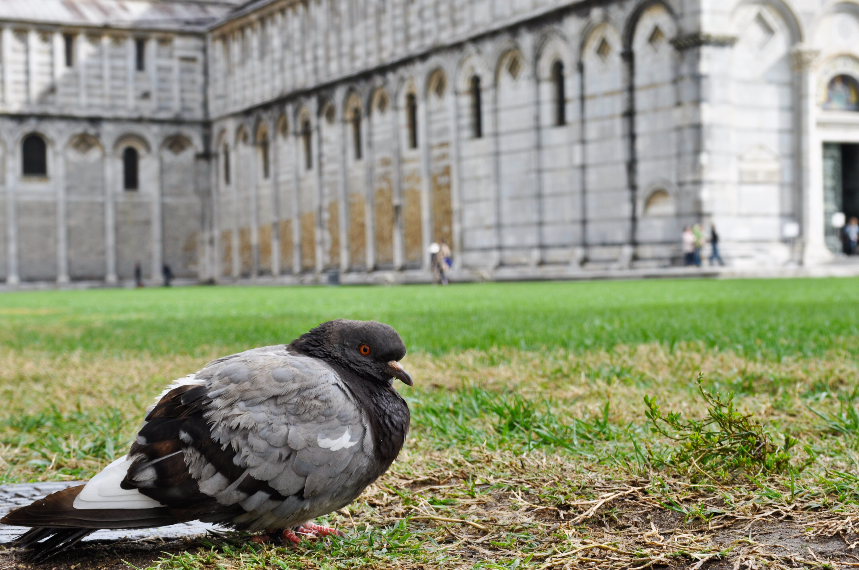 Feral pigeon on grass at Piazza del Duomo in Pisa, Italy