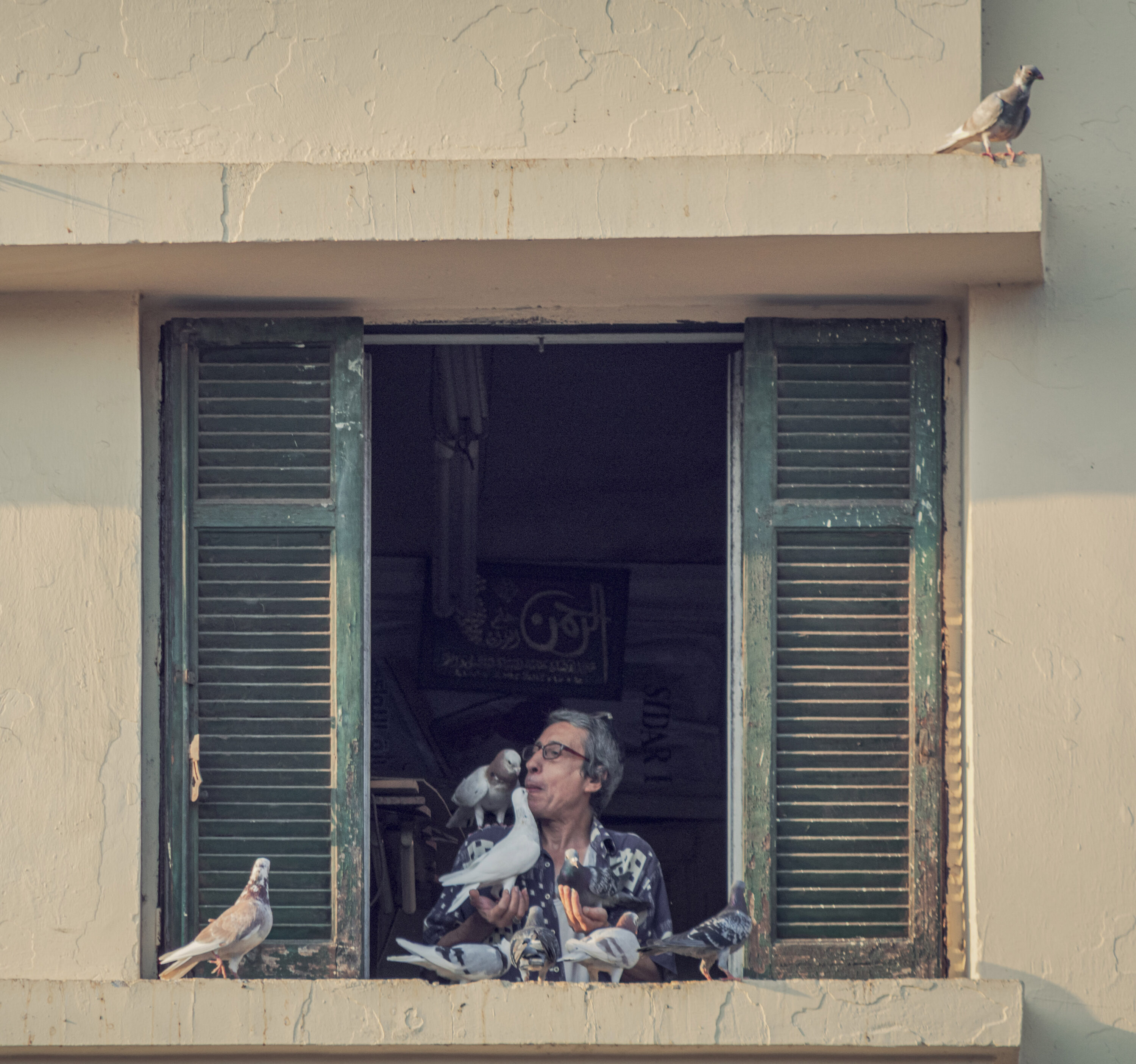 Pigeon keeper with several pigeons at a window in Cairo