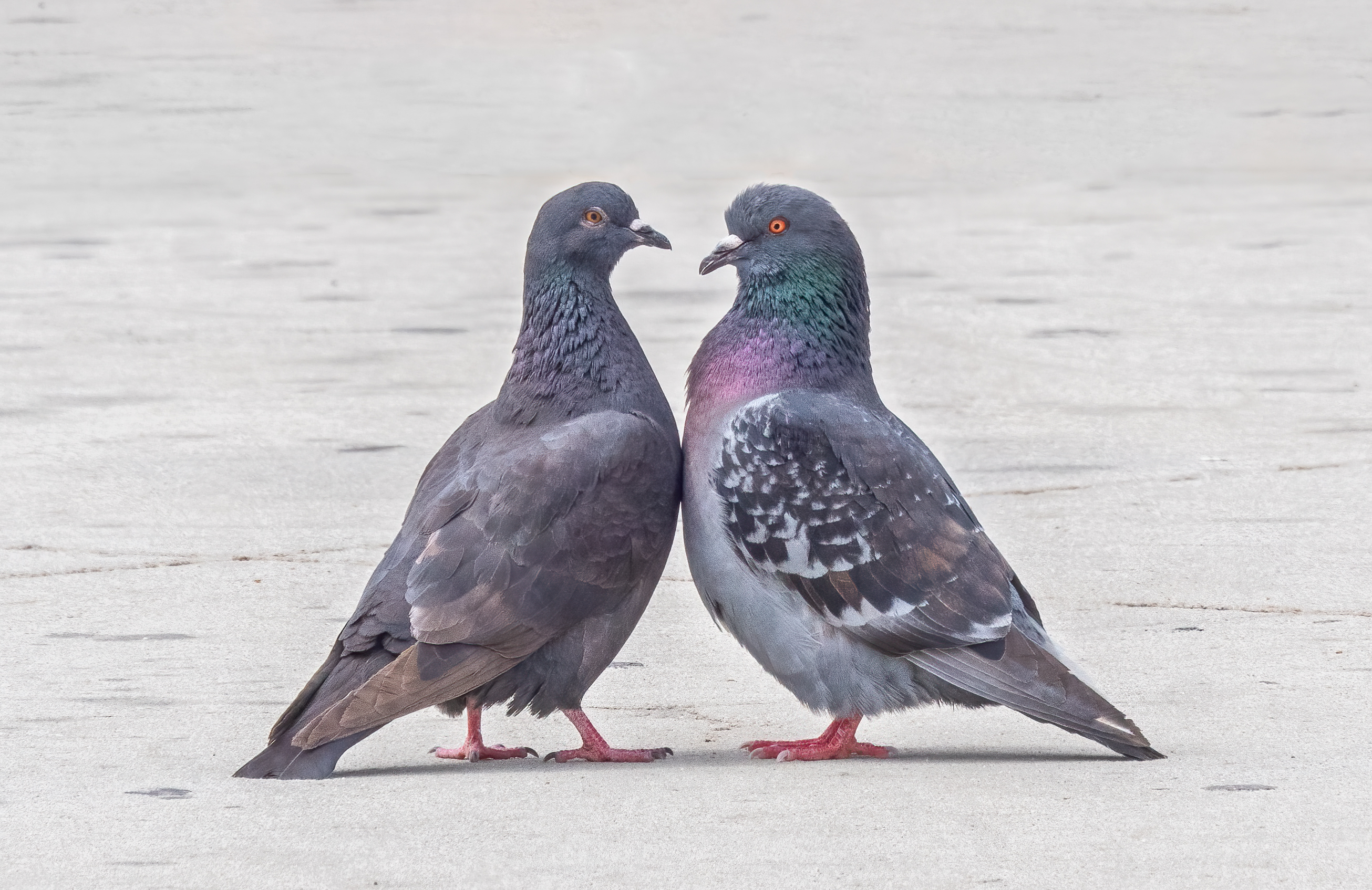 Two feral rock pigeons facing each other during courtship