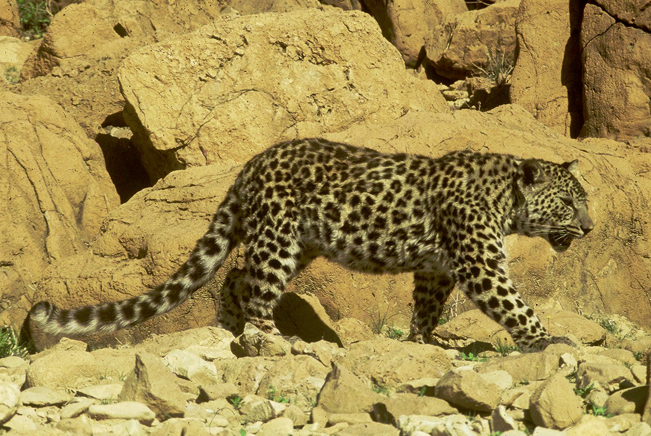 Wild Arabian leopard walking through rocky desert terrain