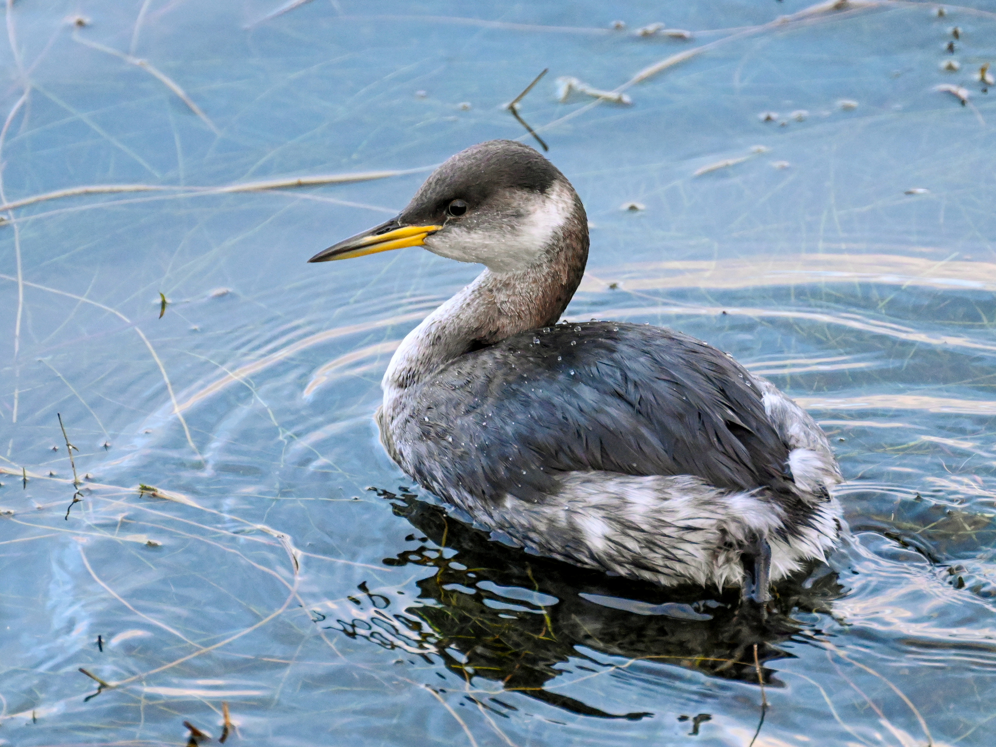 Red-necked Grebe in winter plumage on water