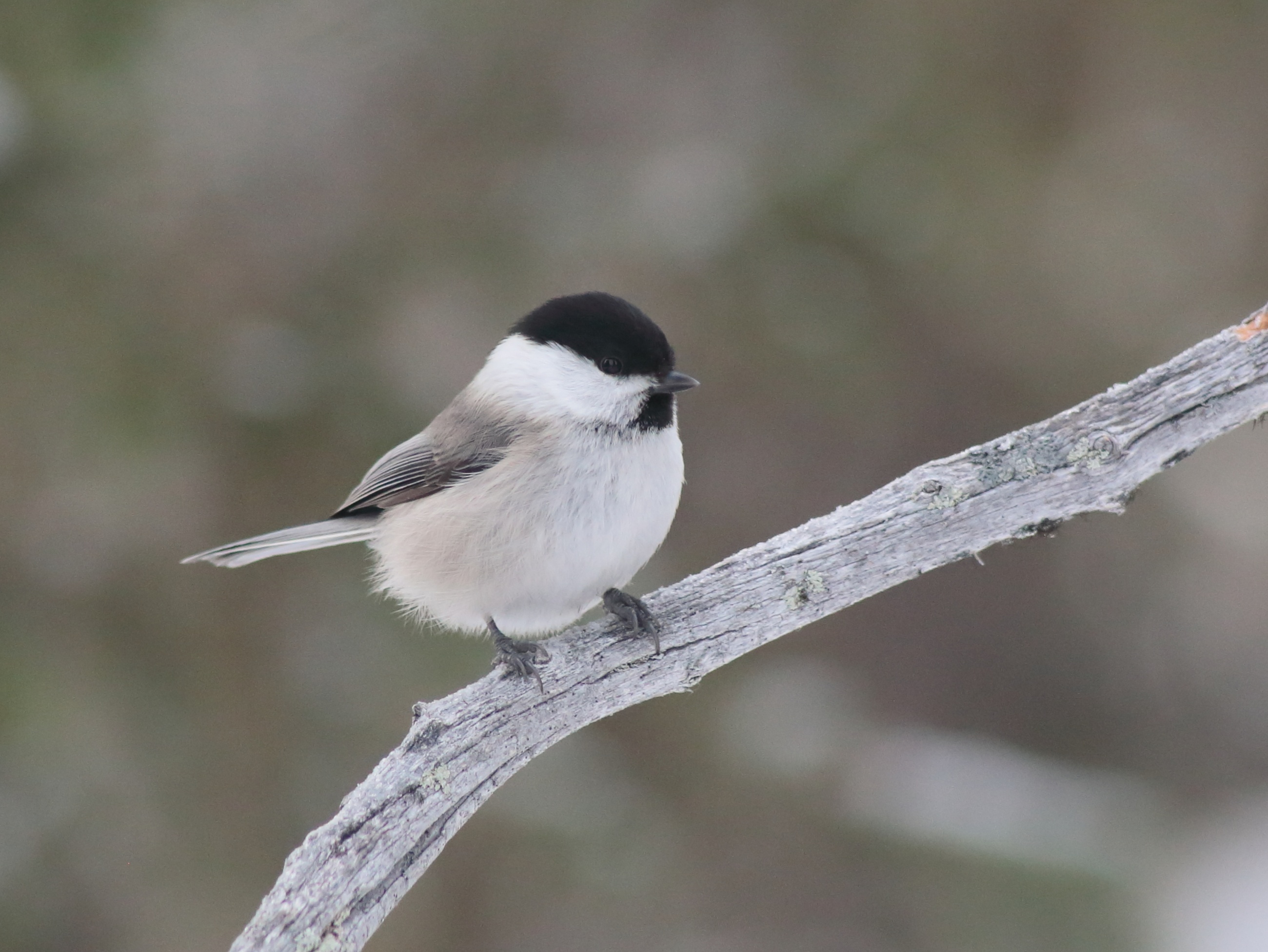 Willow tit (Poecile montanus) perched on a branch in Kittilä, Finland