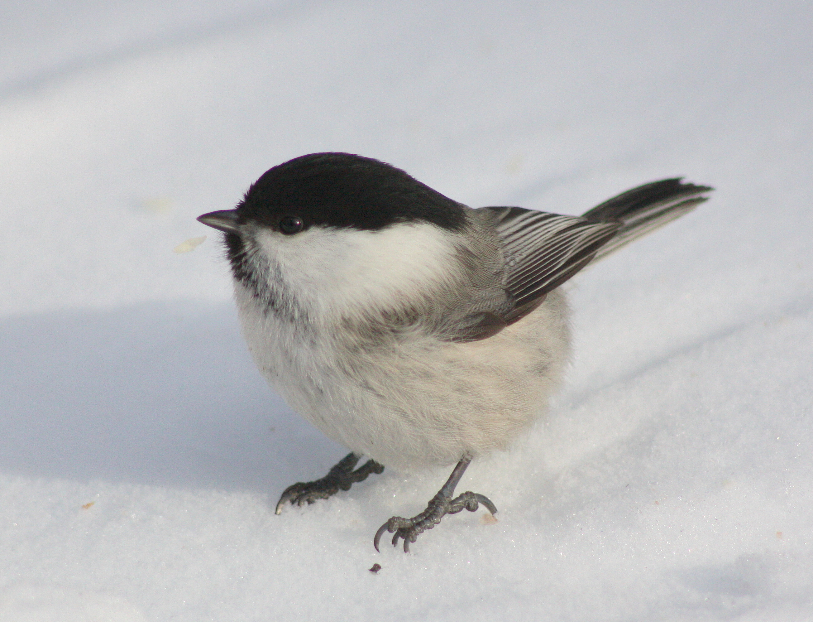 Willow tit standing on snow in Finland