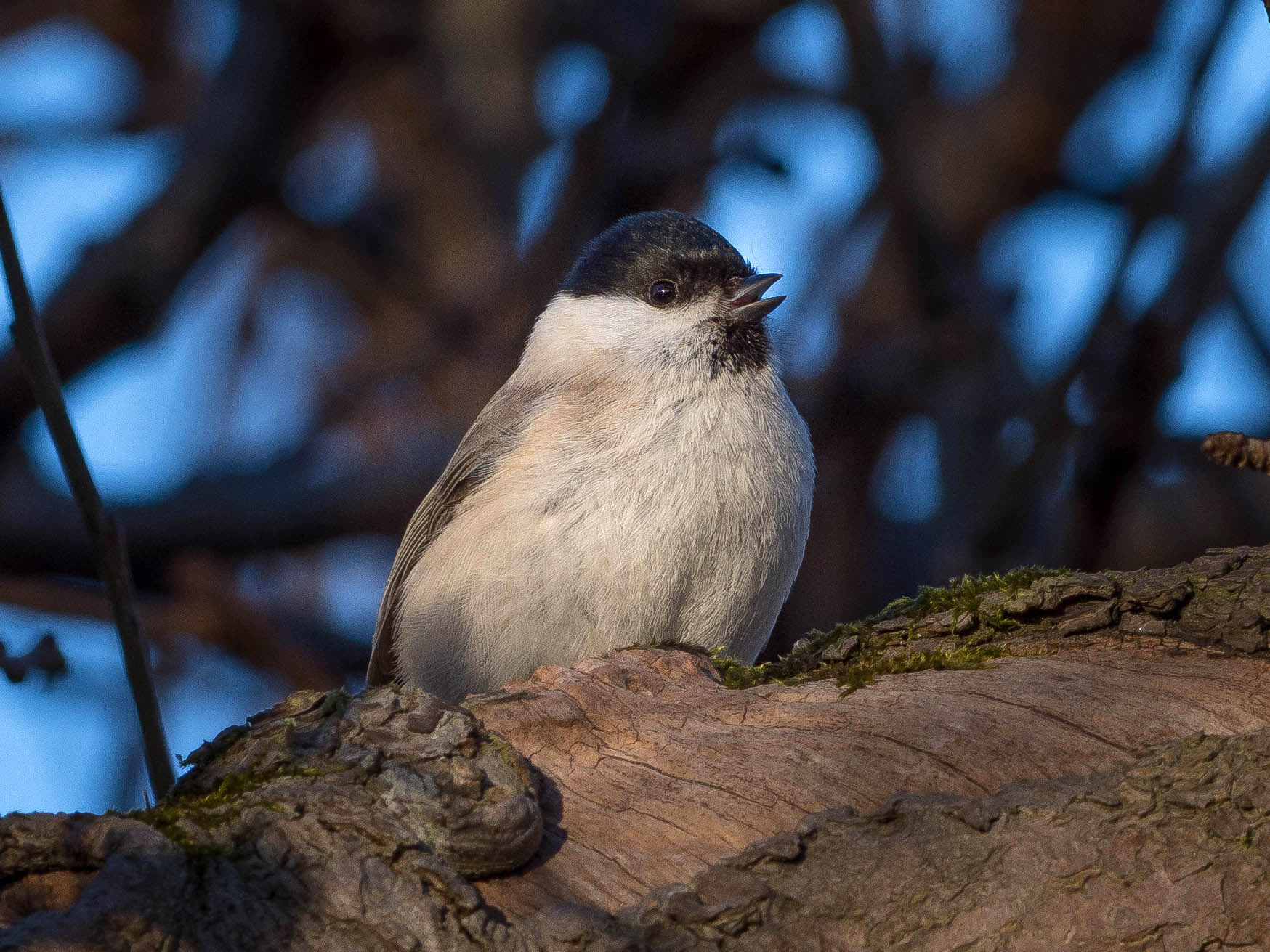 Willow tit perched on a branch in Sweden