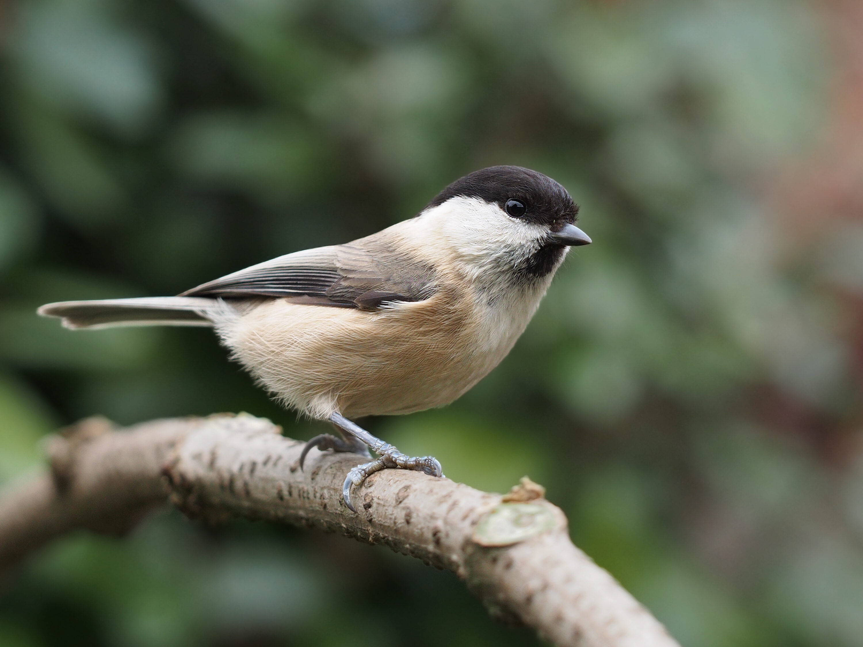 Willow tit perched in England