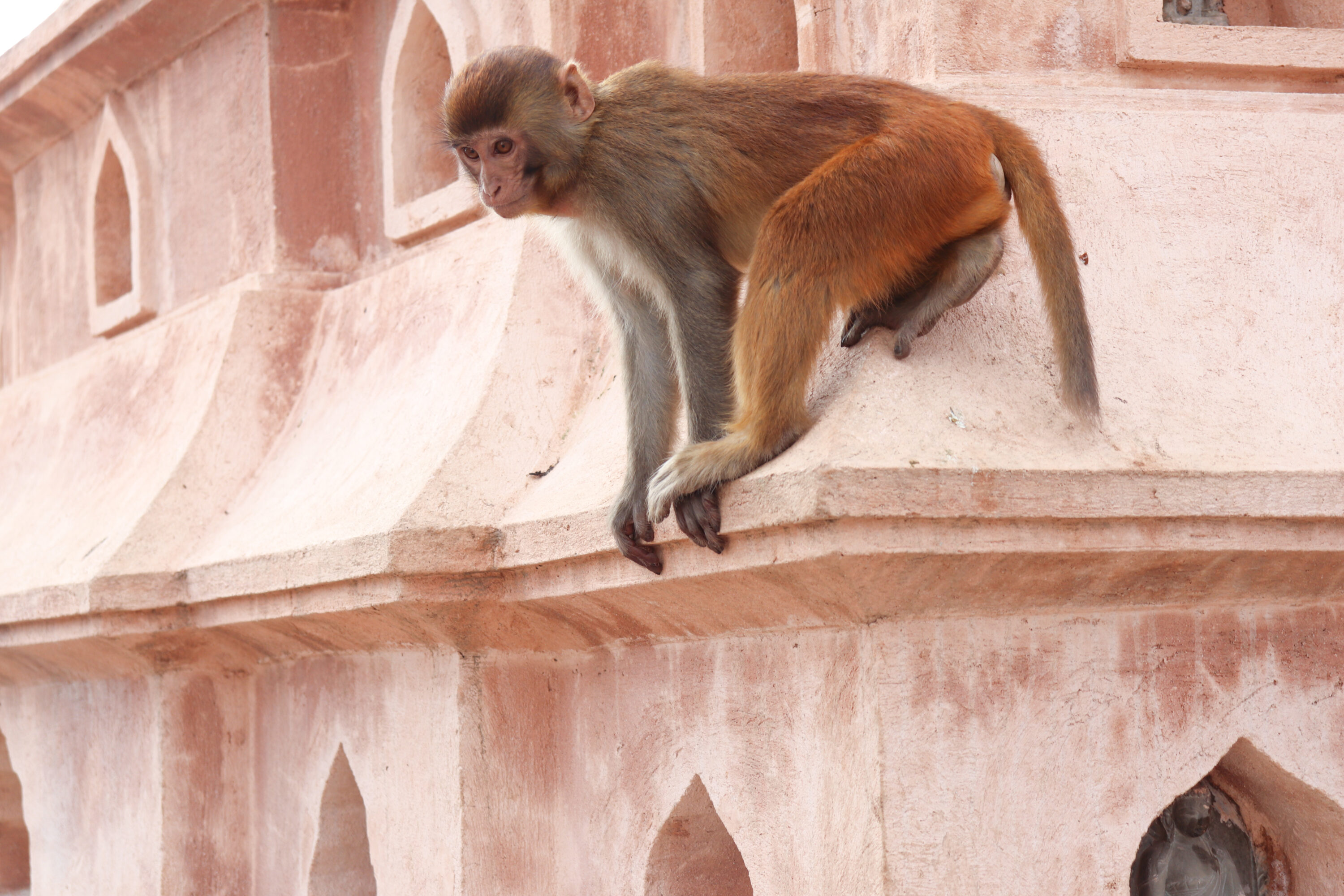 Rhesus macaque at Swayambhunath in Kathmandu, Nepal