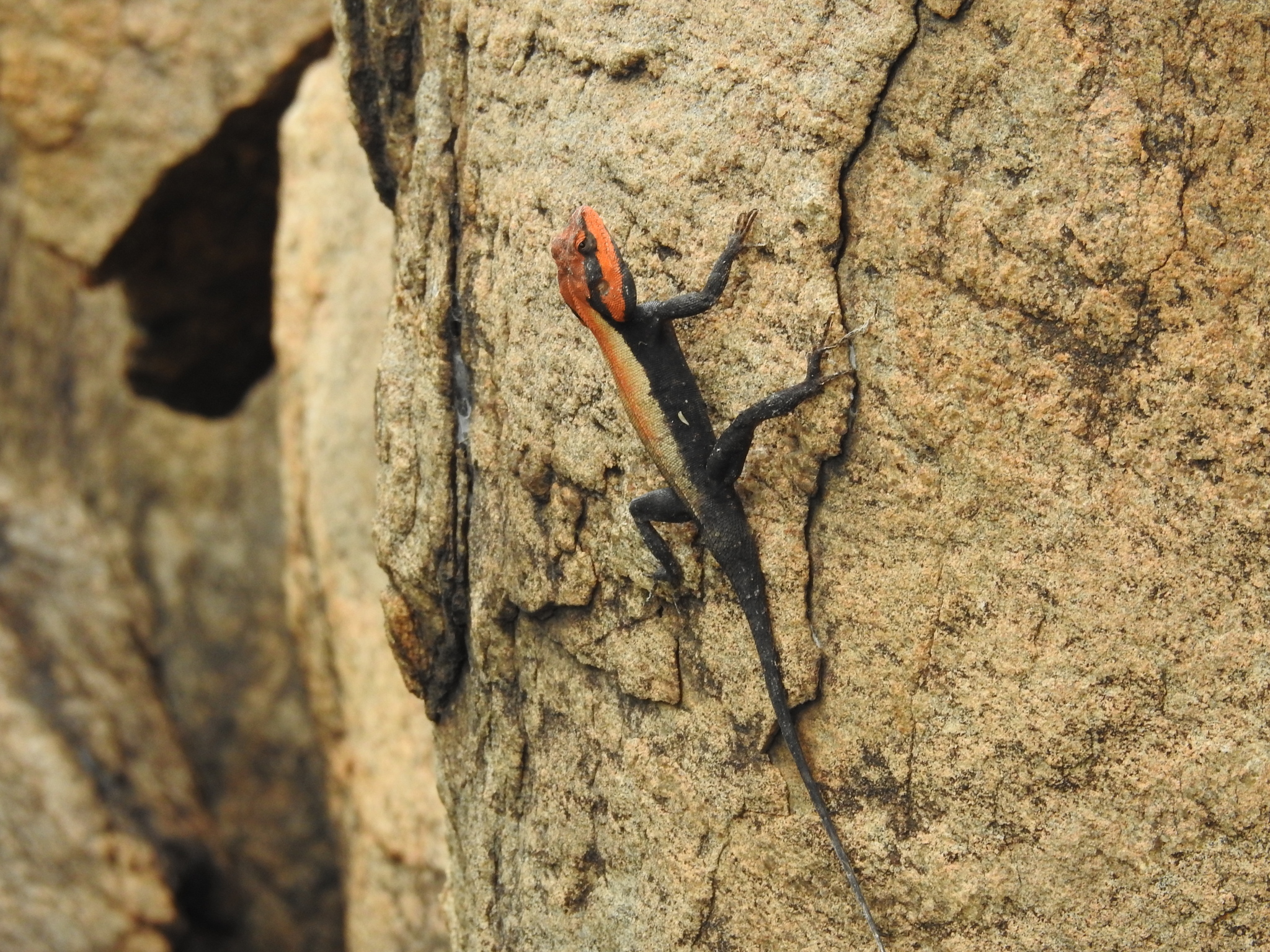 Blanford's rock agama (Psammophilus blanfordanus) on rock
