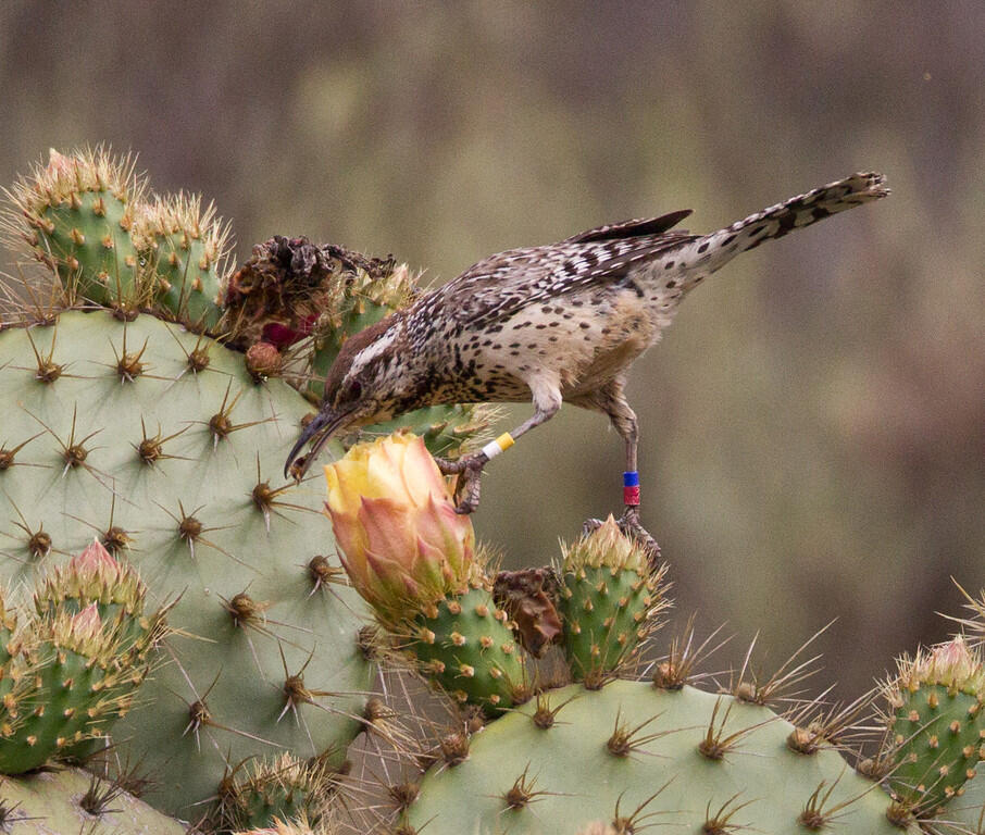 Coastal cactus wren foraging on a prickly pear cactus