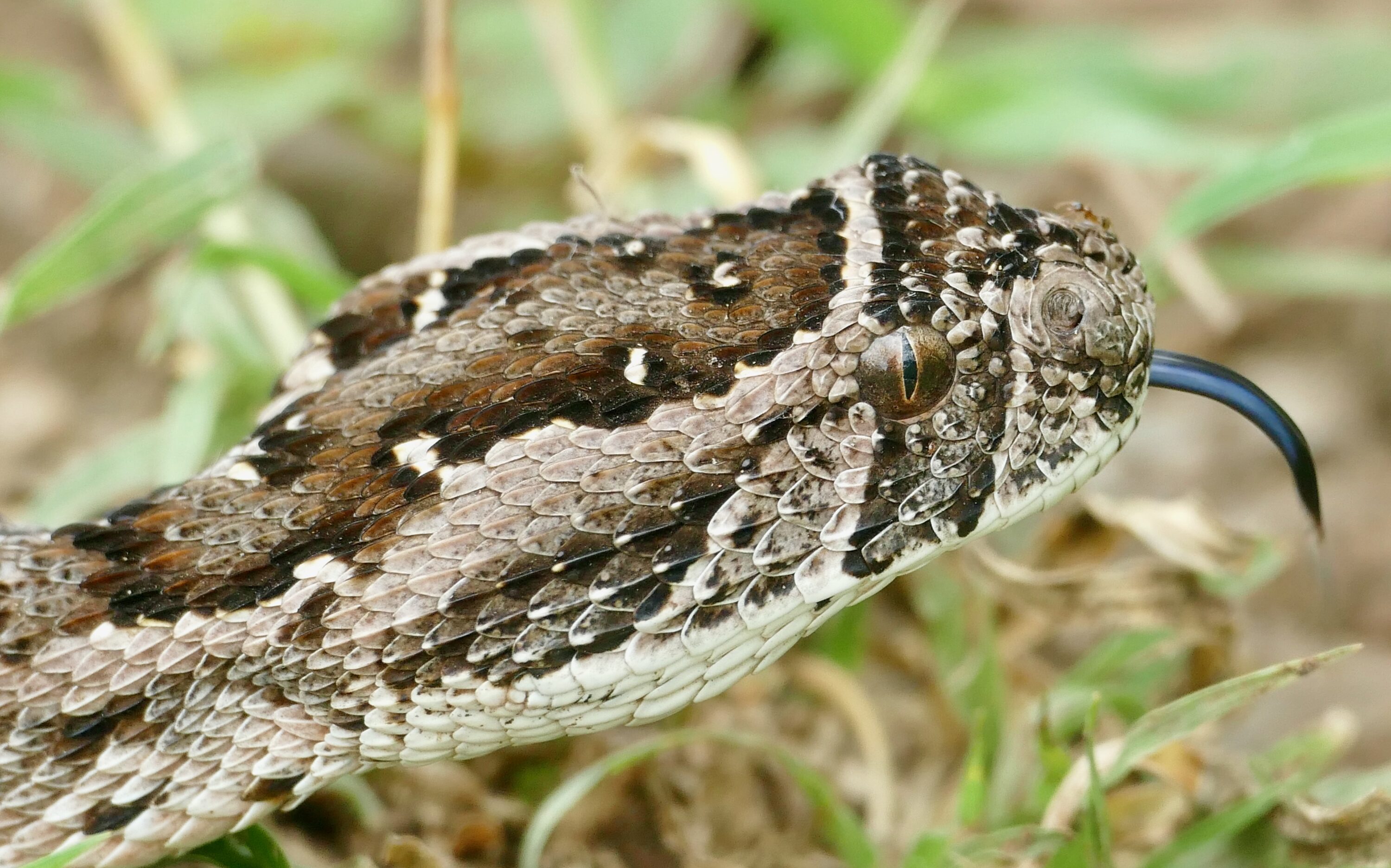Close-up of a puff adder with its tongue extended