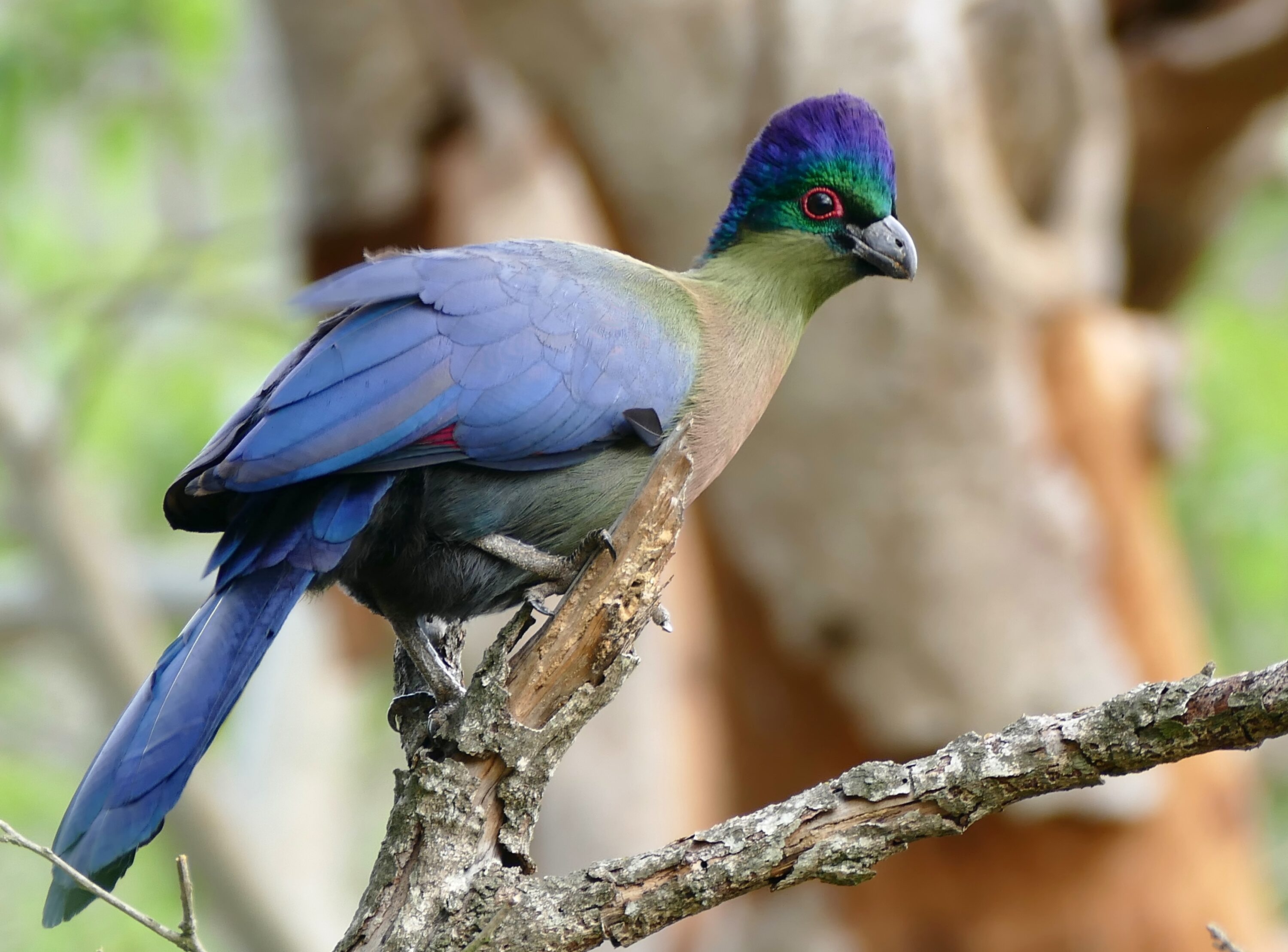 Purple-crested turaco perched on a branch in Ithala Game Reserve, South Africa