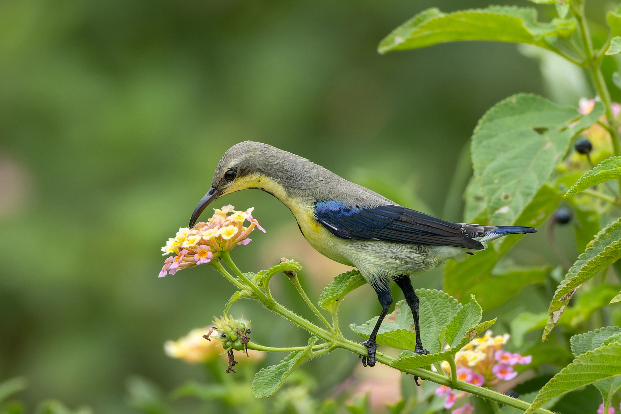 Male purple sunbird feeding on lantana in Bhigwan, Maharashtra, India