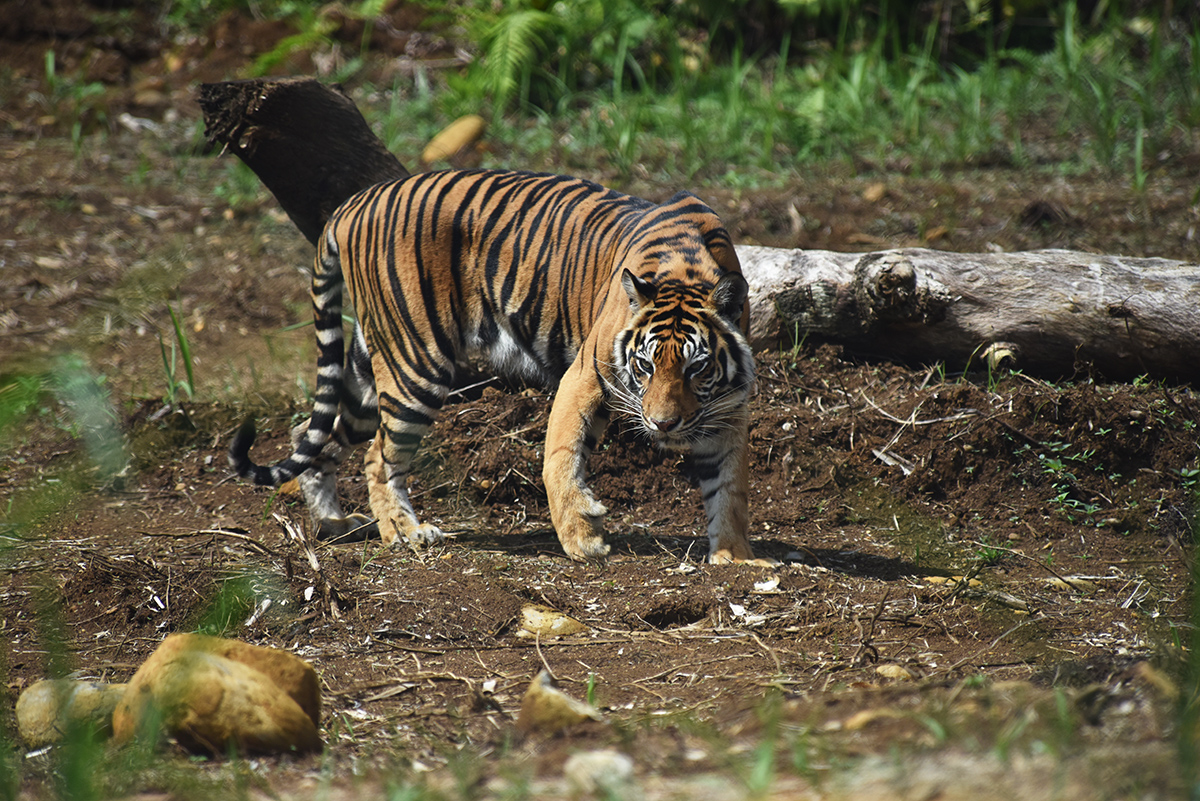 Sumatran tiger resting at a rehabilitation centre in West Sumatra, Indonesia