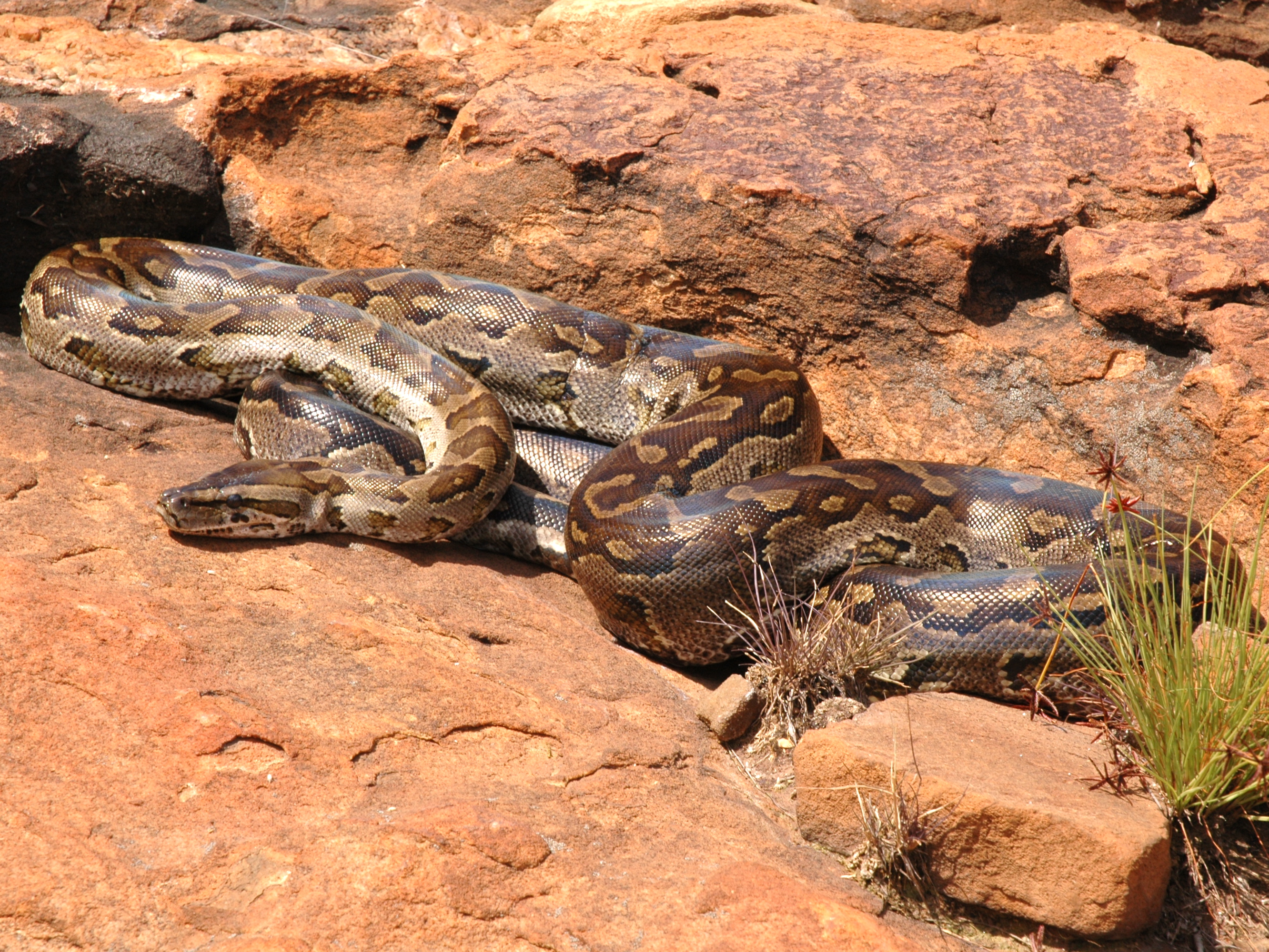 Southern African python resting on rocks in its native range
