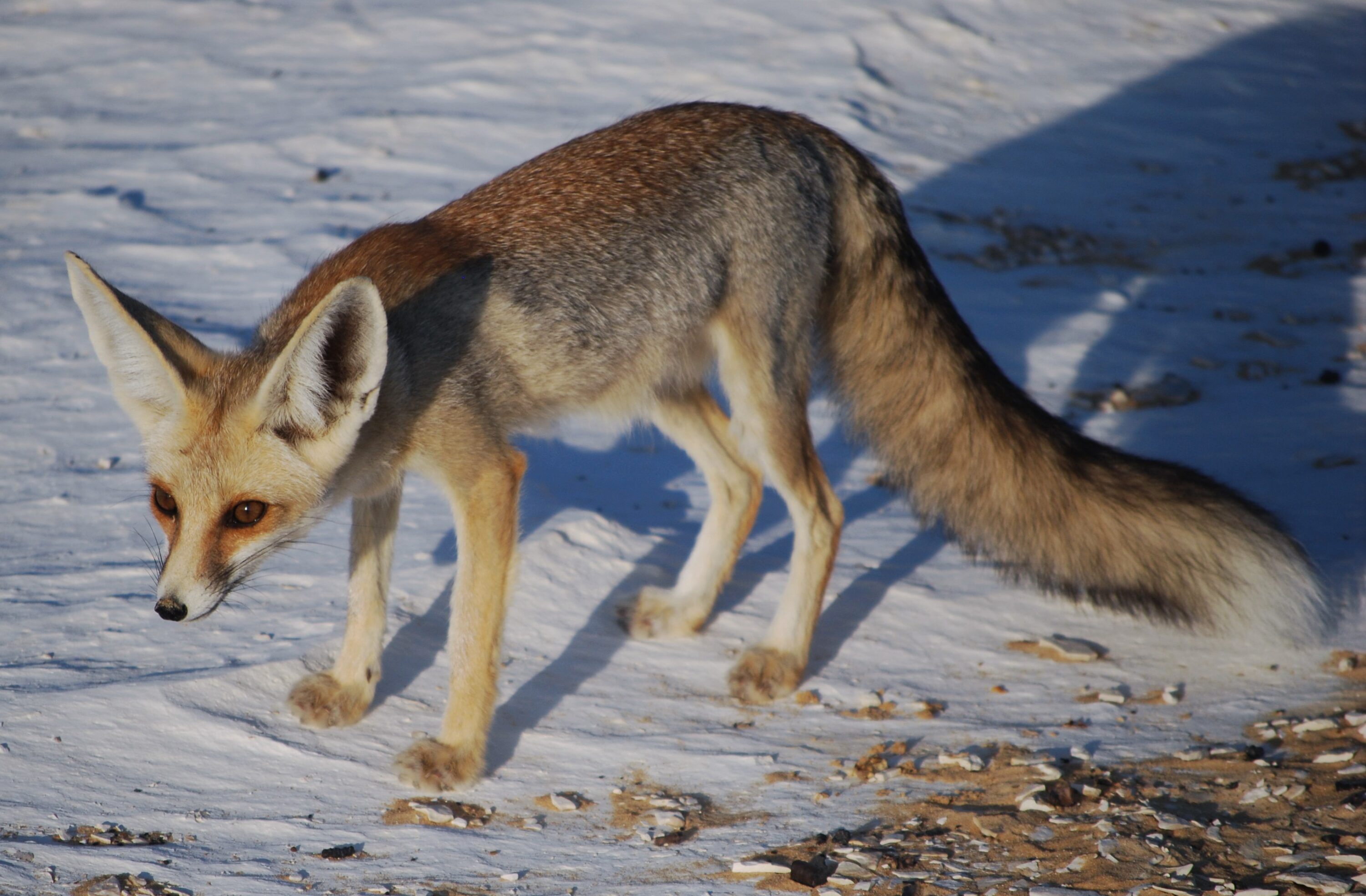 Rüppell's fox in the White Desert, Egypt